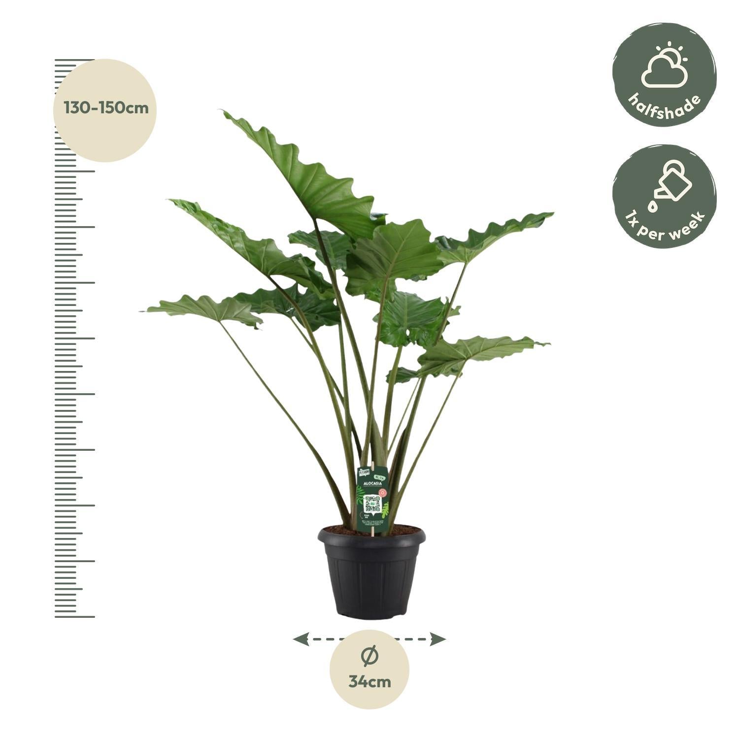 Elefantenohr - Alocasia Portodora - 140 cm - Ø34cm