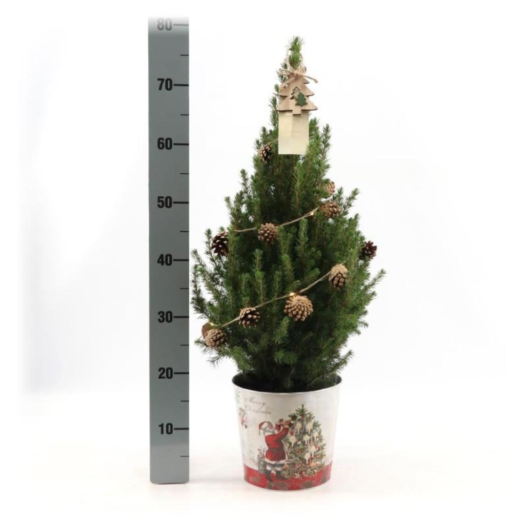 Kleiner Weihnachtsbaum in Weihnachten Topf - 70 cm - Picae Glauca Conica - inklusive Tannenzapfenbeleuchtung und Batterien