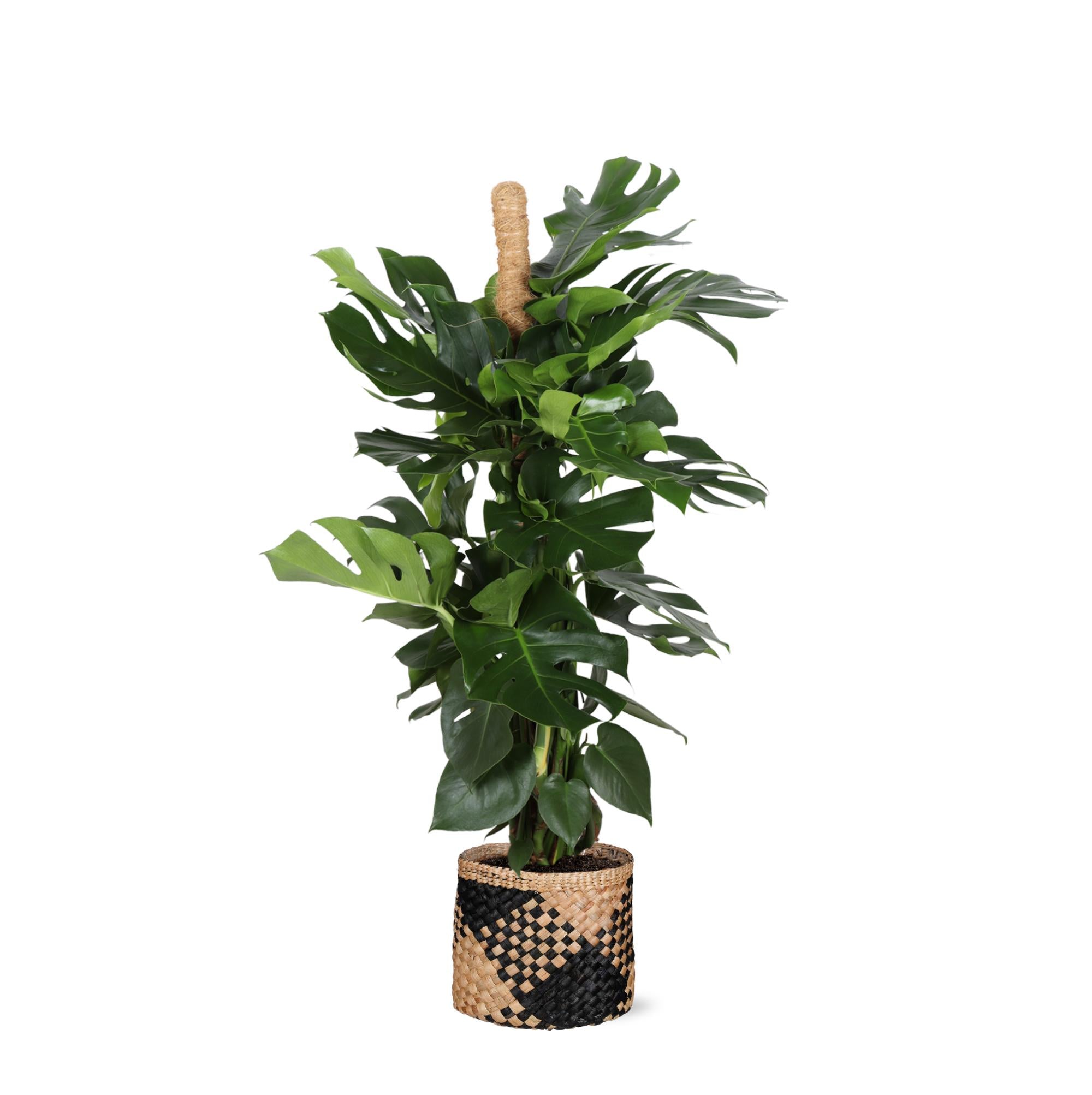 Monstera Deliciosa mit MOOSTOK Ø27cm ↕150cm in Albury Topf schwarz