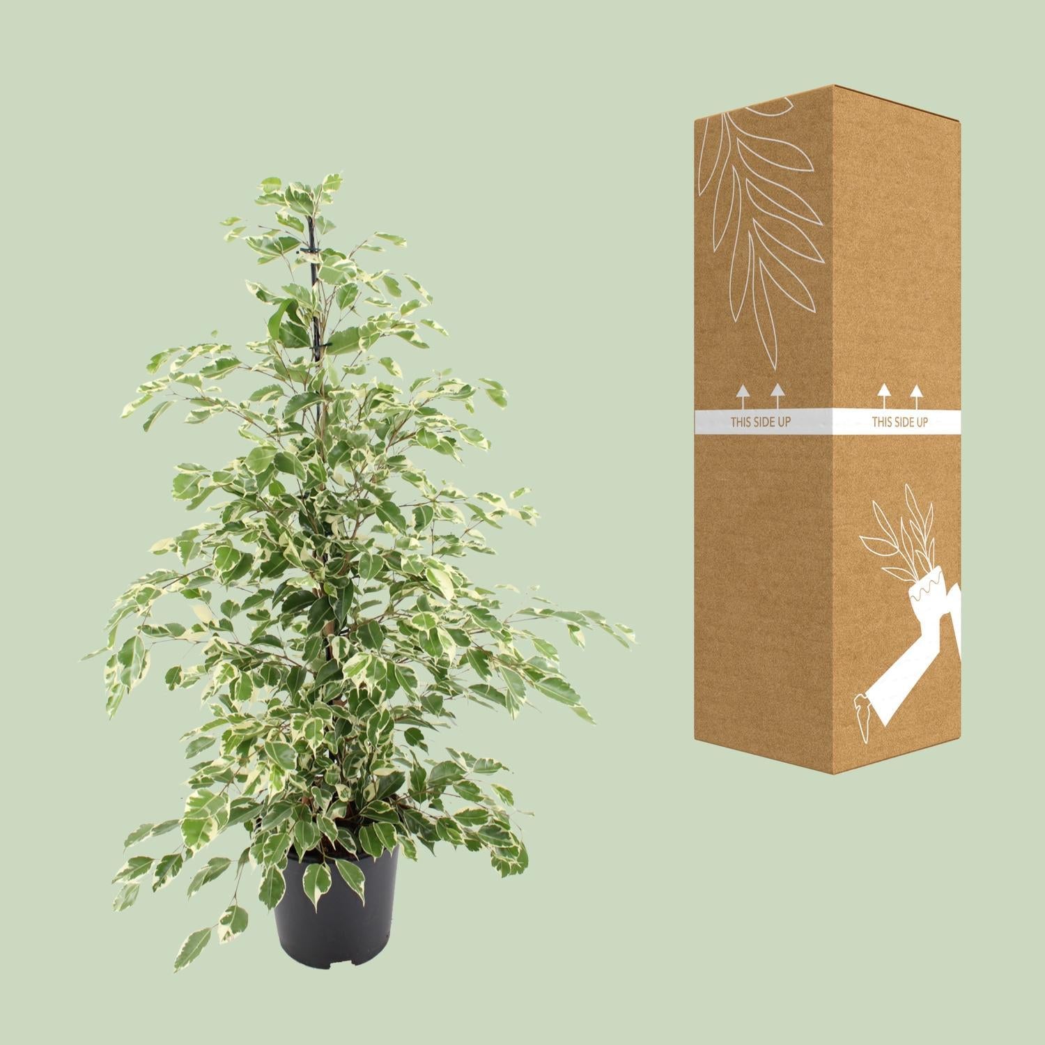 Birkenfeige - Ficus benjamina Twilight - Ø21cm - ↕95cm