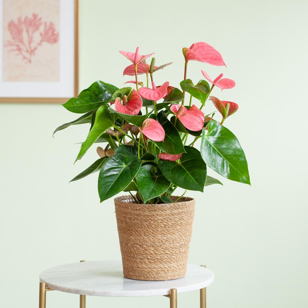 Anthurie - Anthurium Pink Explosion mit naturfarbenem Korb - 55cm - Ø17