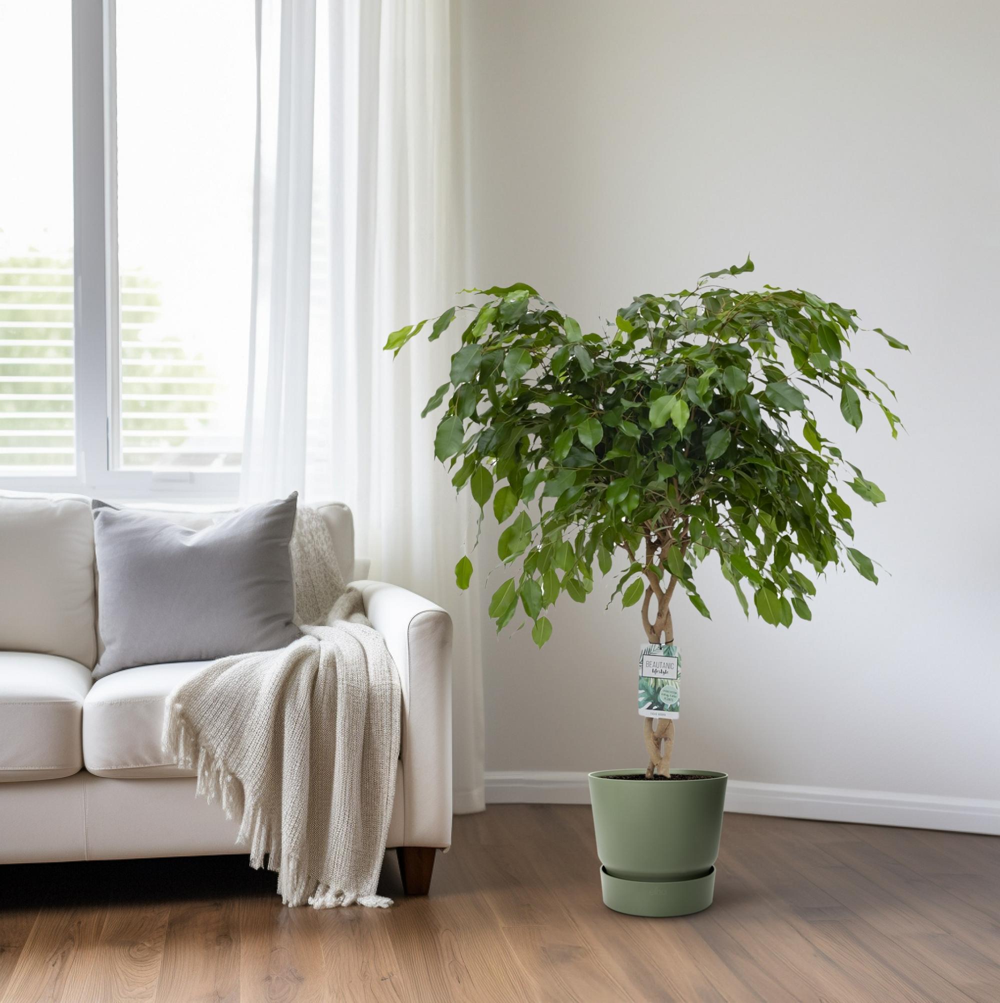 Birkenfeige - Ficus Adora / Exotica - Ø27cm - ↕120cm