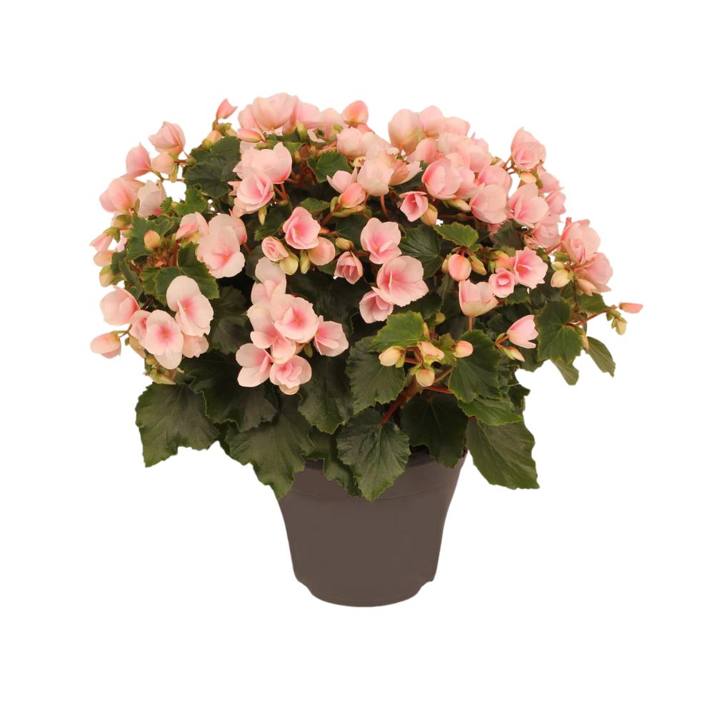 Begonia Betulia ''light'' Lichtroze Decorum