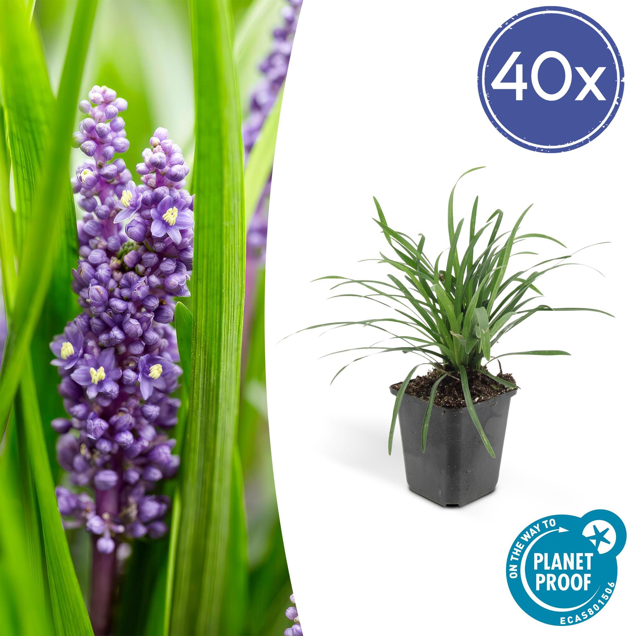 Liriope muscari 'Big Blue' - ↕10-25cm - Ø9cm - 40 Stück