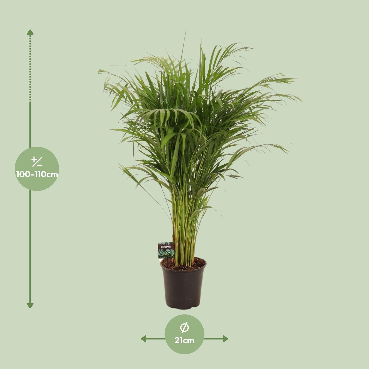 Arecapalme  Dypsis Lutescens - Ø21cm - ↕110cm