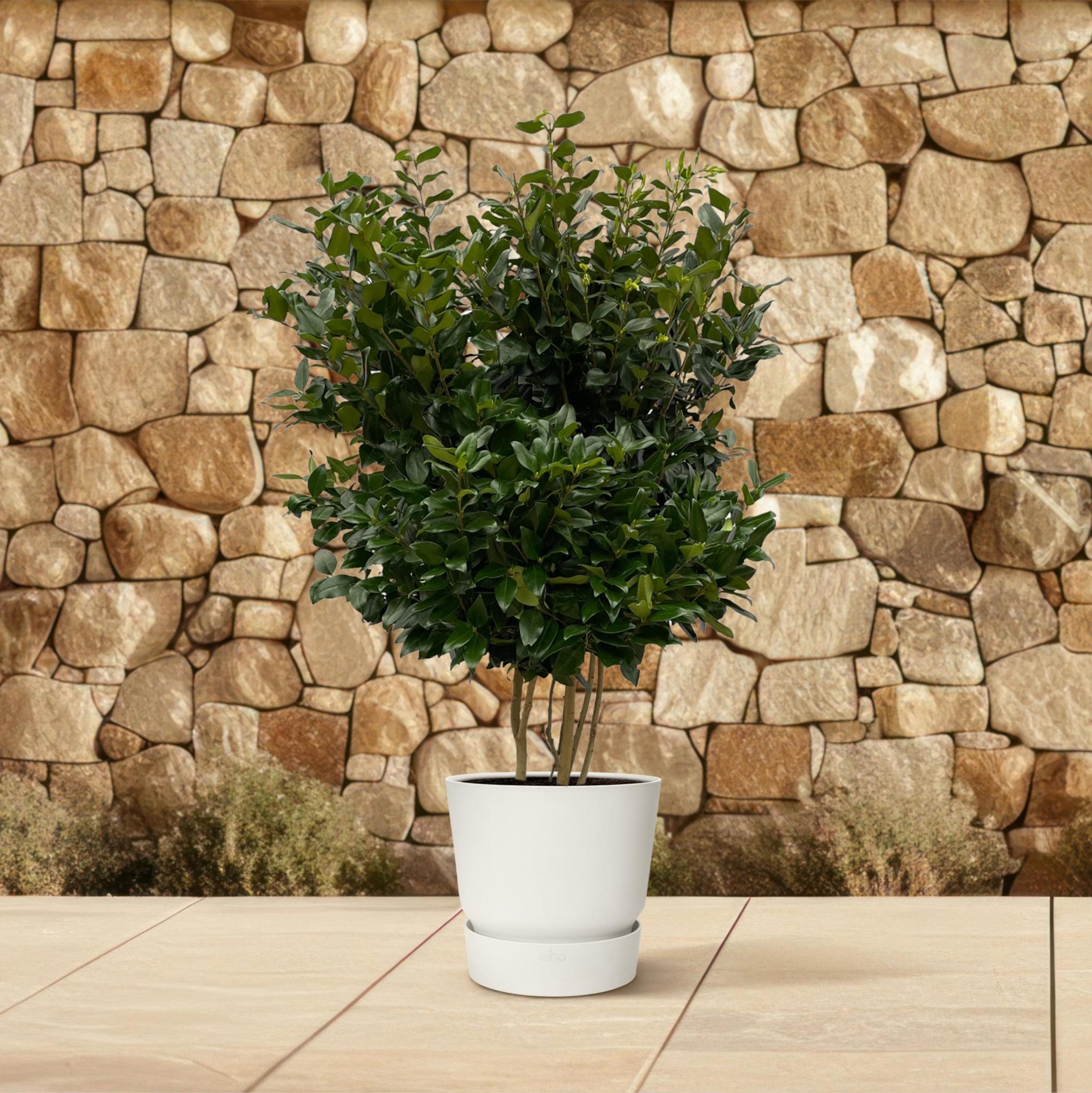 Ligustrum Texano - 160 cm - Ø40cm