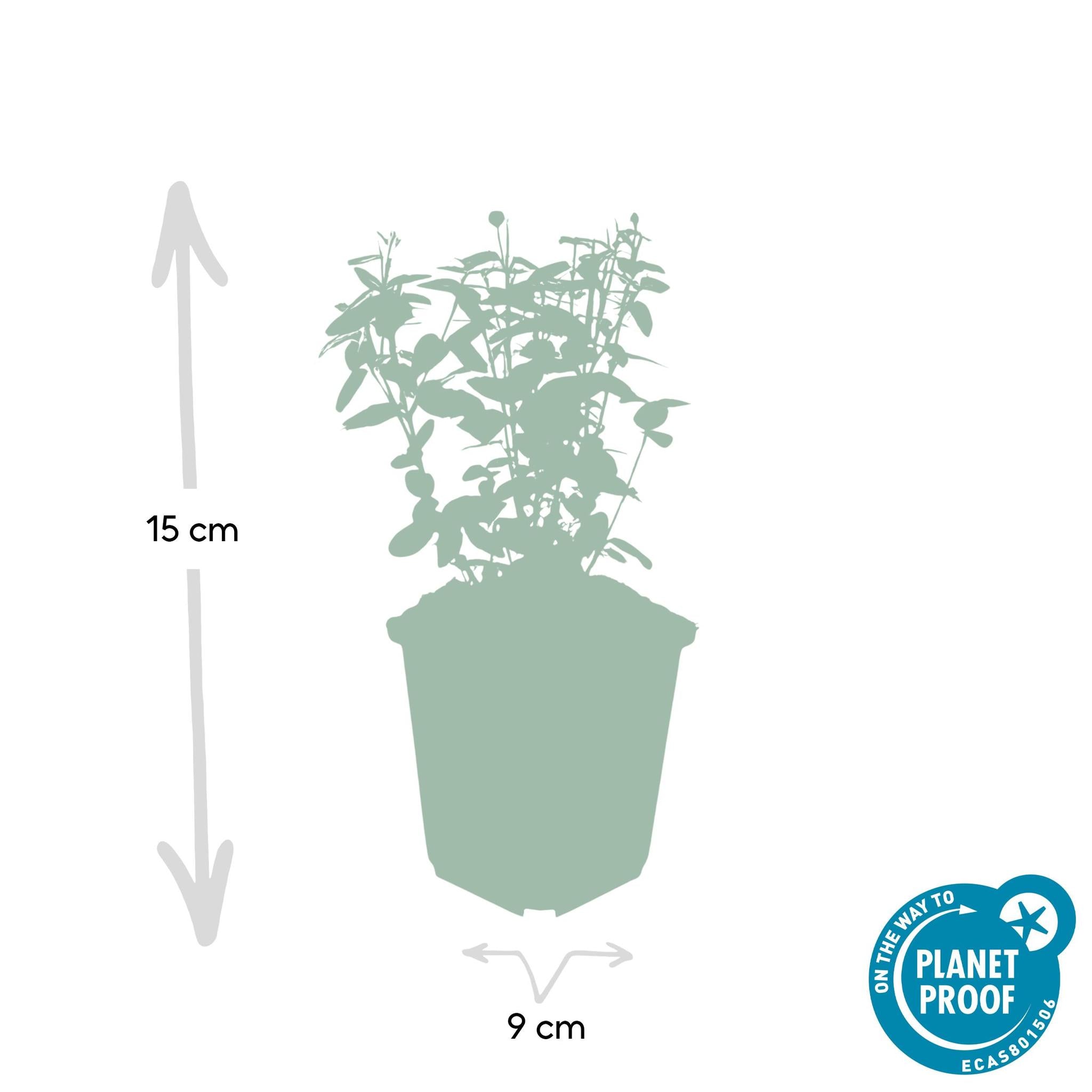 Immergrüne Kriechspindel Radicans - Euonymus fortunei radicans - ↕25cm - Ø9cm  - 20 Stück