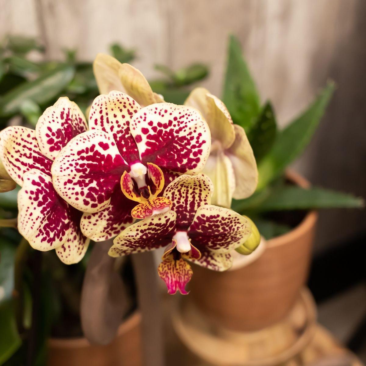 Kolibrie-orchideeën | COMBI DEAL van 2 geelrode Phalaenopsis orchideeën - Spanje - potmaat Ø9cm | bloeiende kamerplant - vers van de veredelaar