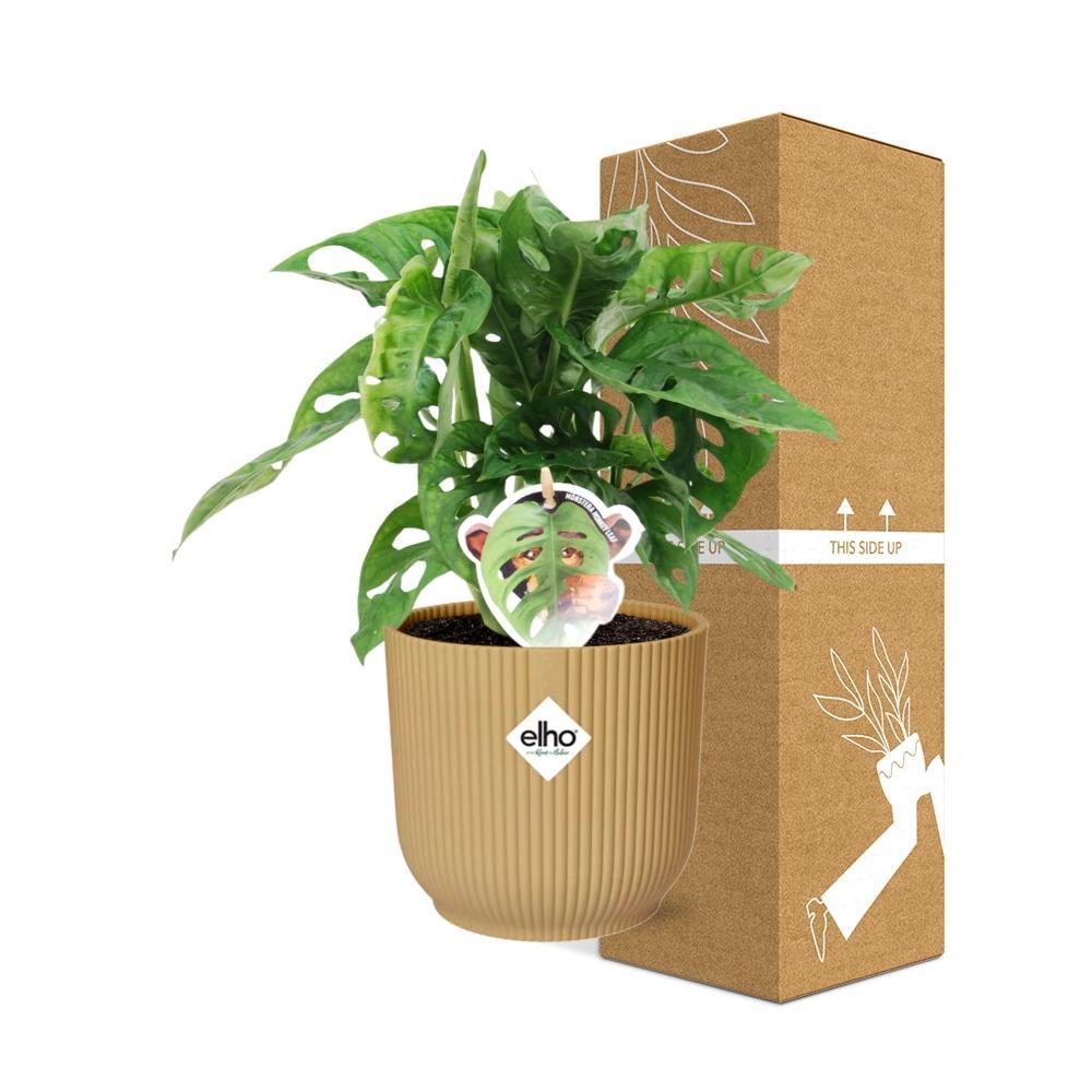 Schiefes Fensterblatt - Monstera ‘Monkey Leaf’ in ELHO Vibes Fold 14cm geel Topf gelb