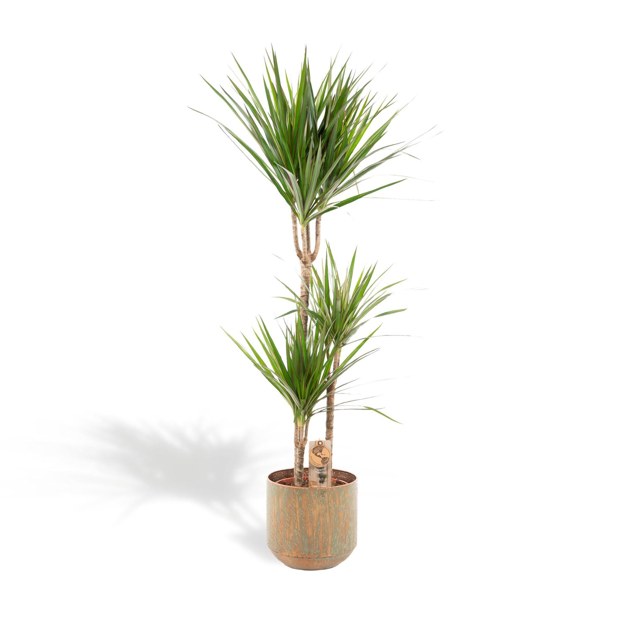 Drachenbaum - Dracaena mit Topf - ↨120cm - Ø21cm