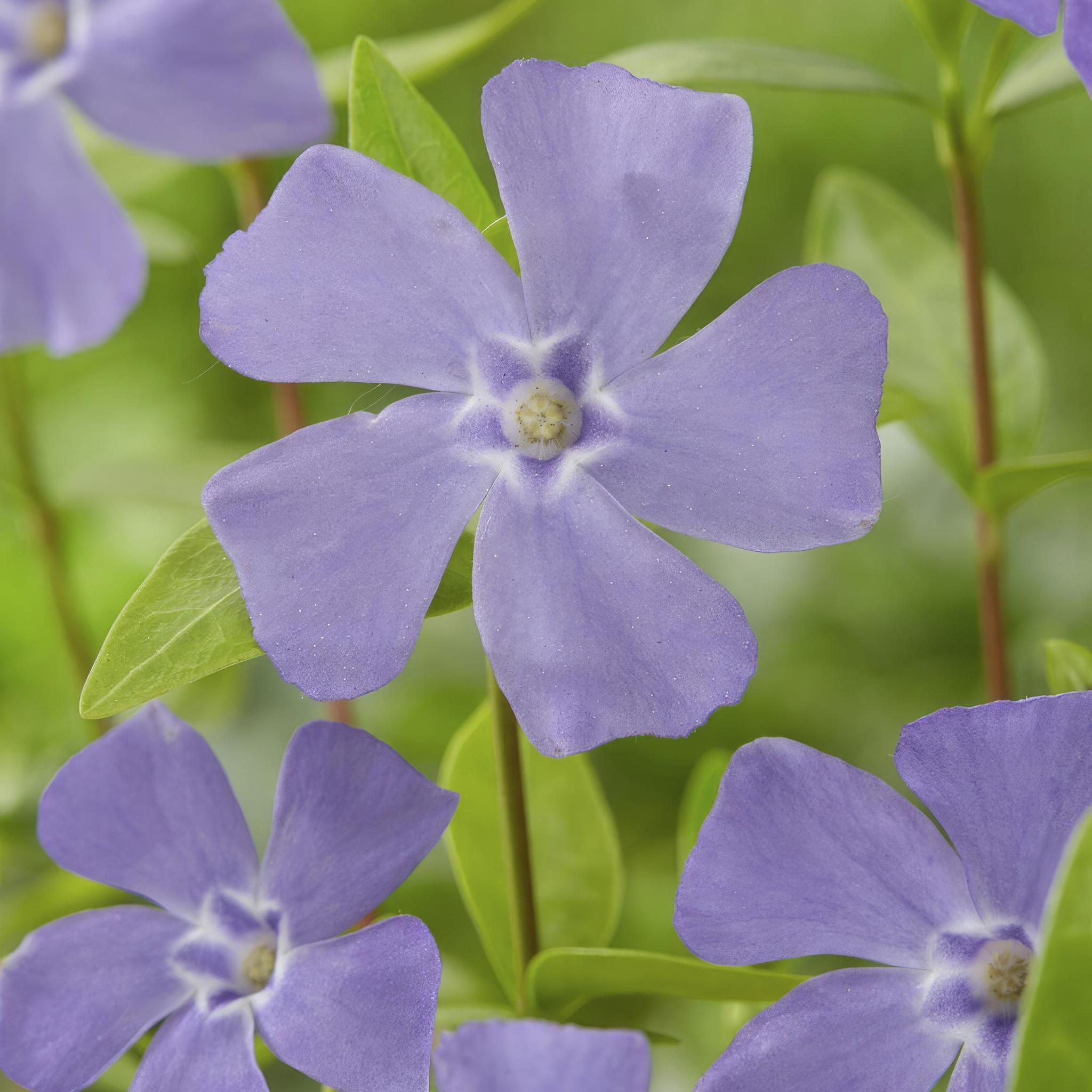 Vinca minor - ↕10-25cm - Ø9cm - 40 Stück