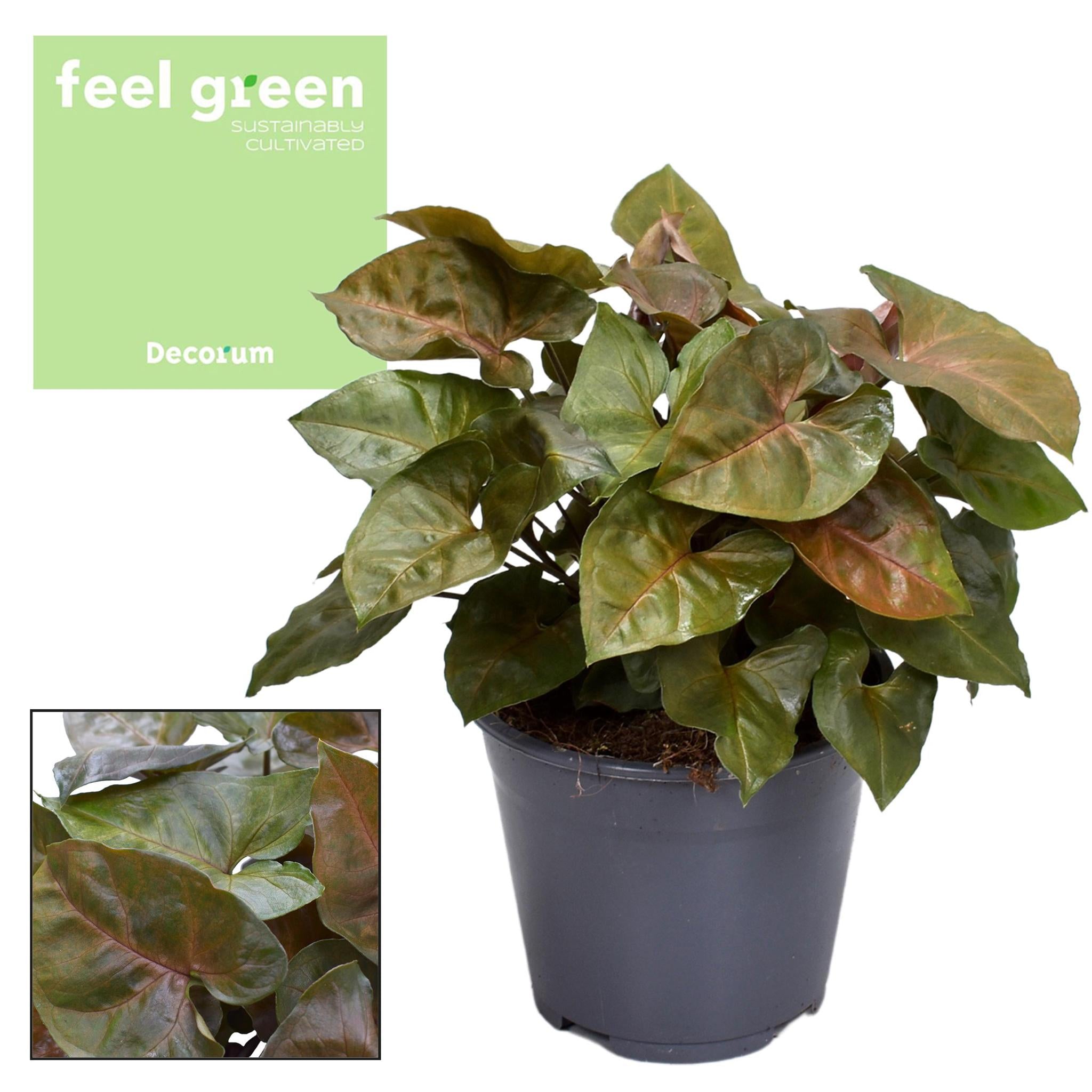 Syngonium Maria Feel Groen - Ø14cm - ↕25cm