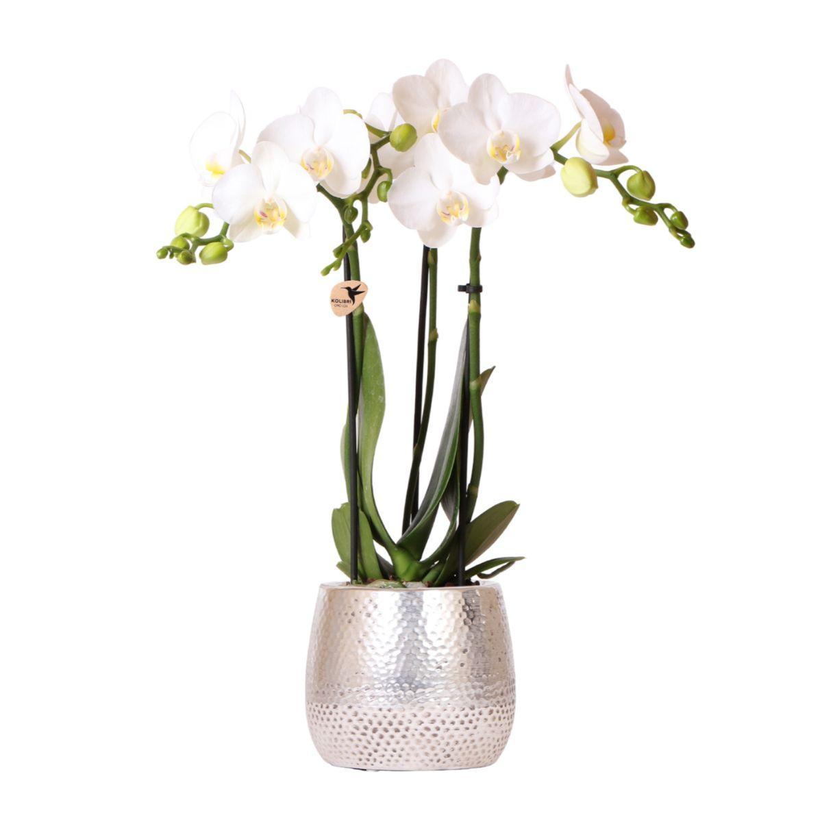 Orchidee weiße Phalaenopsis Orchidee - Amabilis + Elite Topf silber- Topfgröße Ø9cm - 35cm hoch | blühende Zimmerpflanze - frisch vom Züchter