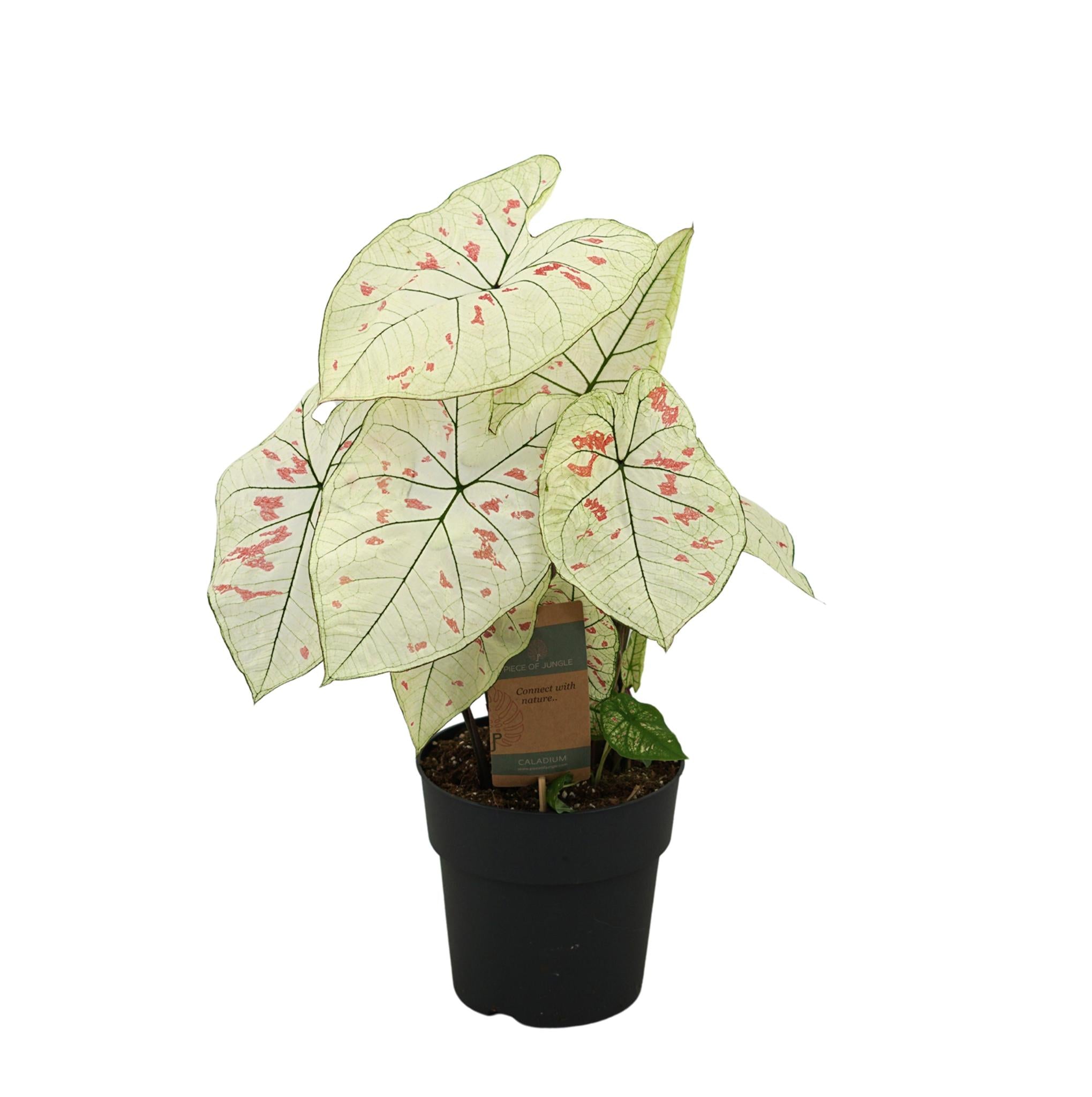 Caladium Aardbei Ster - 65cm - Ø21cm