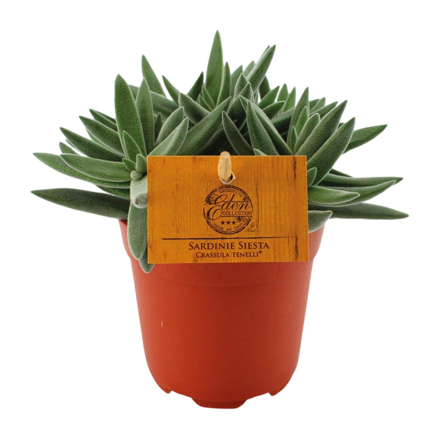 Gummibaum - Crassula Tenelli - Jadepflanze - Ø11cm - ↕15cm