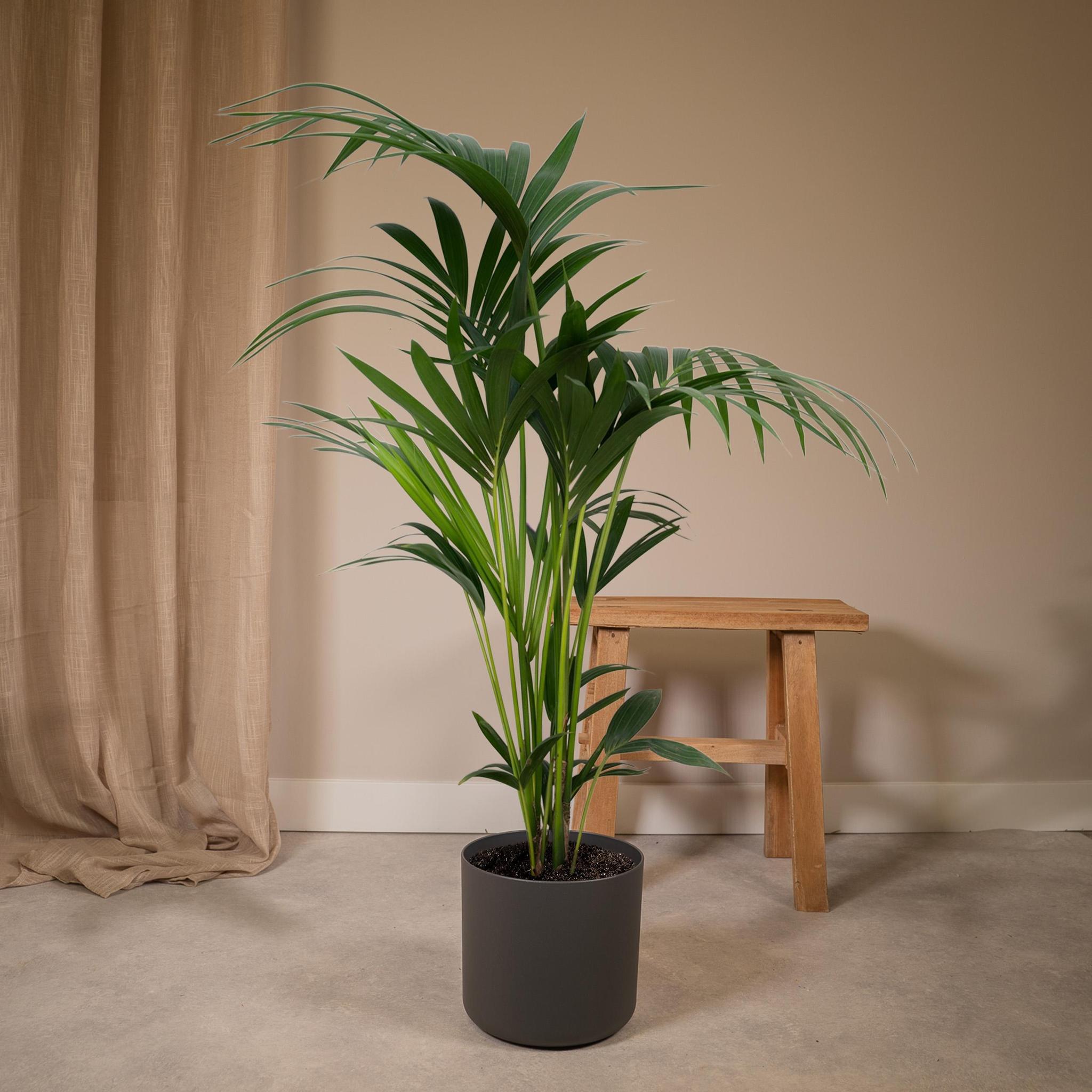 Kentia Palme - Howea forsteriana - Ø18 - ↨100cm