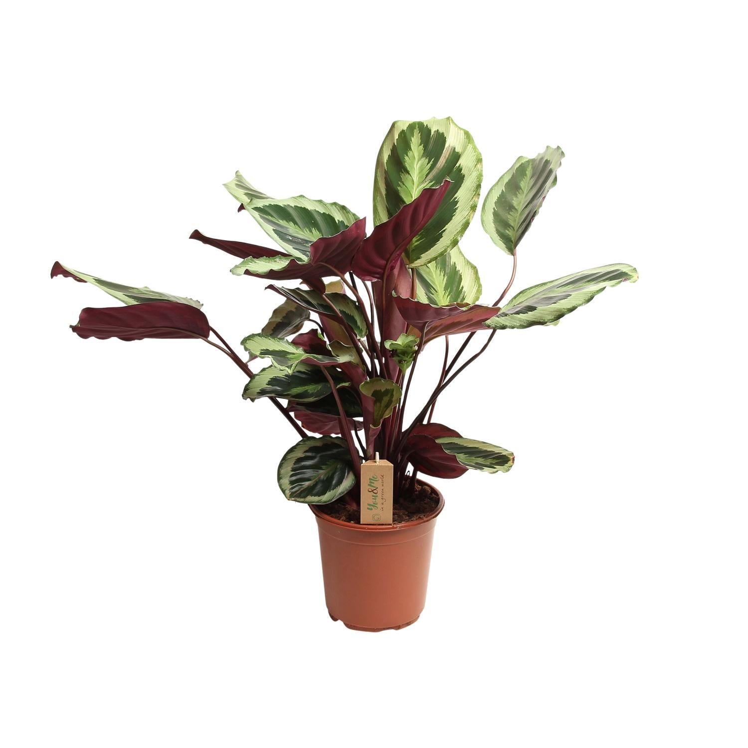 Calathea Marion - Korbmarante - Ø21cm - ↕55cm