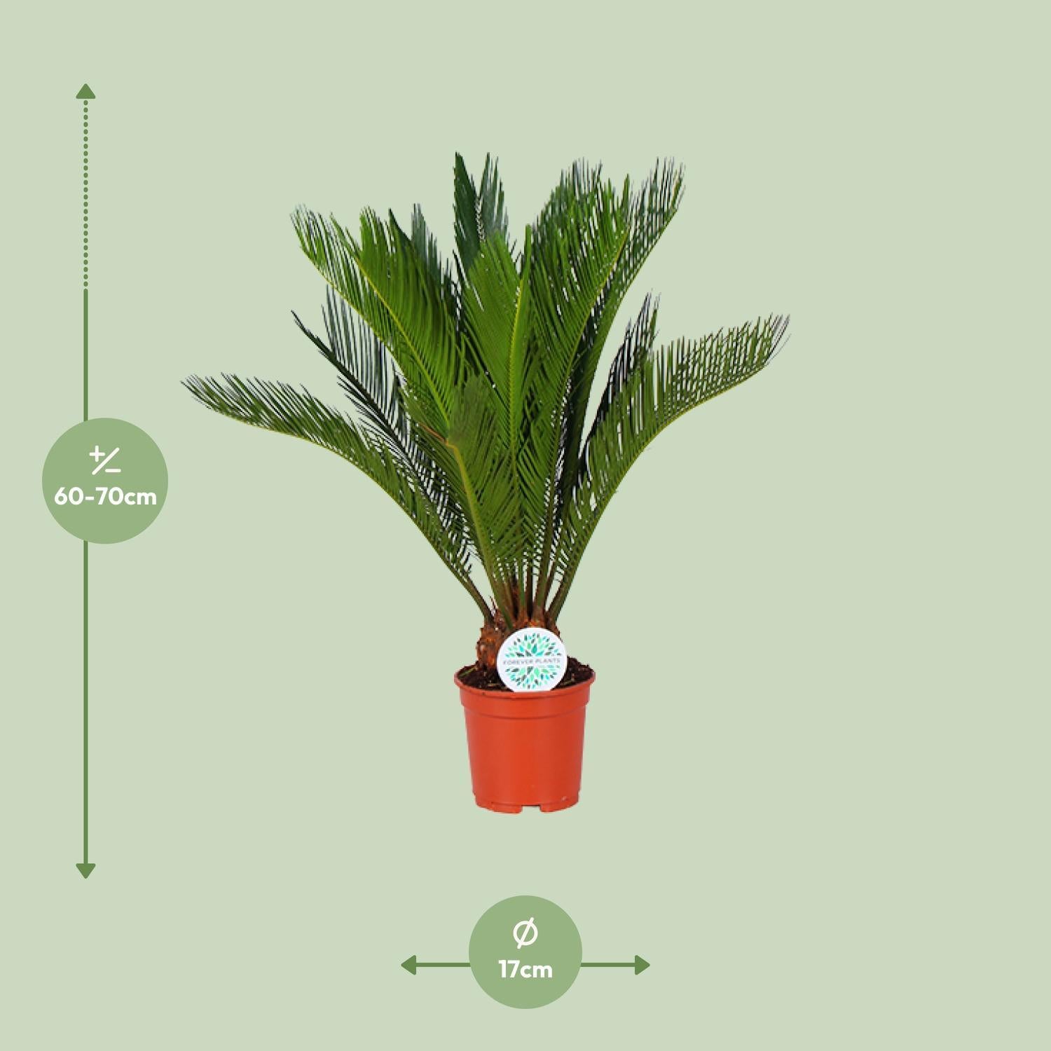 Japanischer Palmfarn Sagopalme - Cycas Revoluta  - Ø17cm - ↕70cm