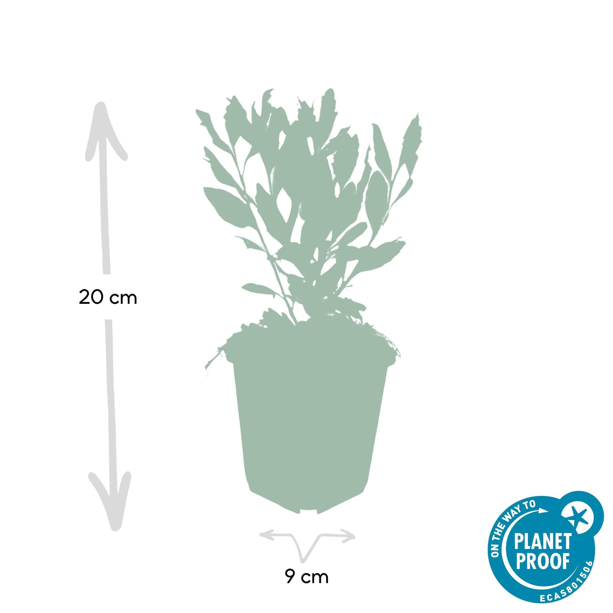 Wildaster - Aster ageratoides 'Ashvi' - ↕25cm - Ø9cm  - 40x