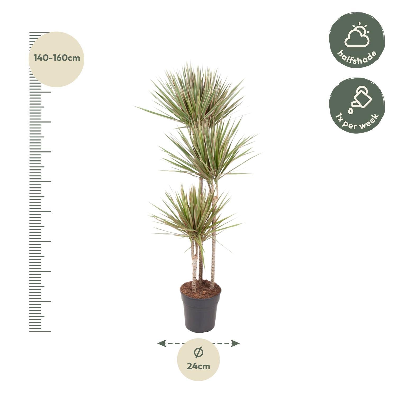 Drachenbaum Bicolor - Dracaena Bicolor   150 cm - ø24