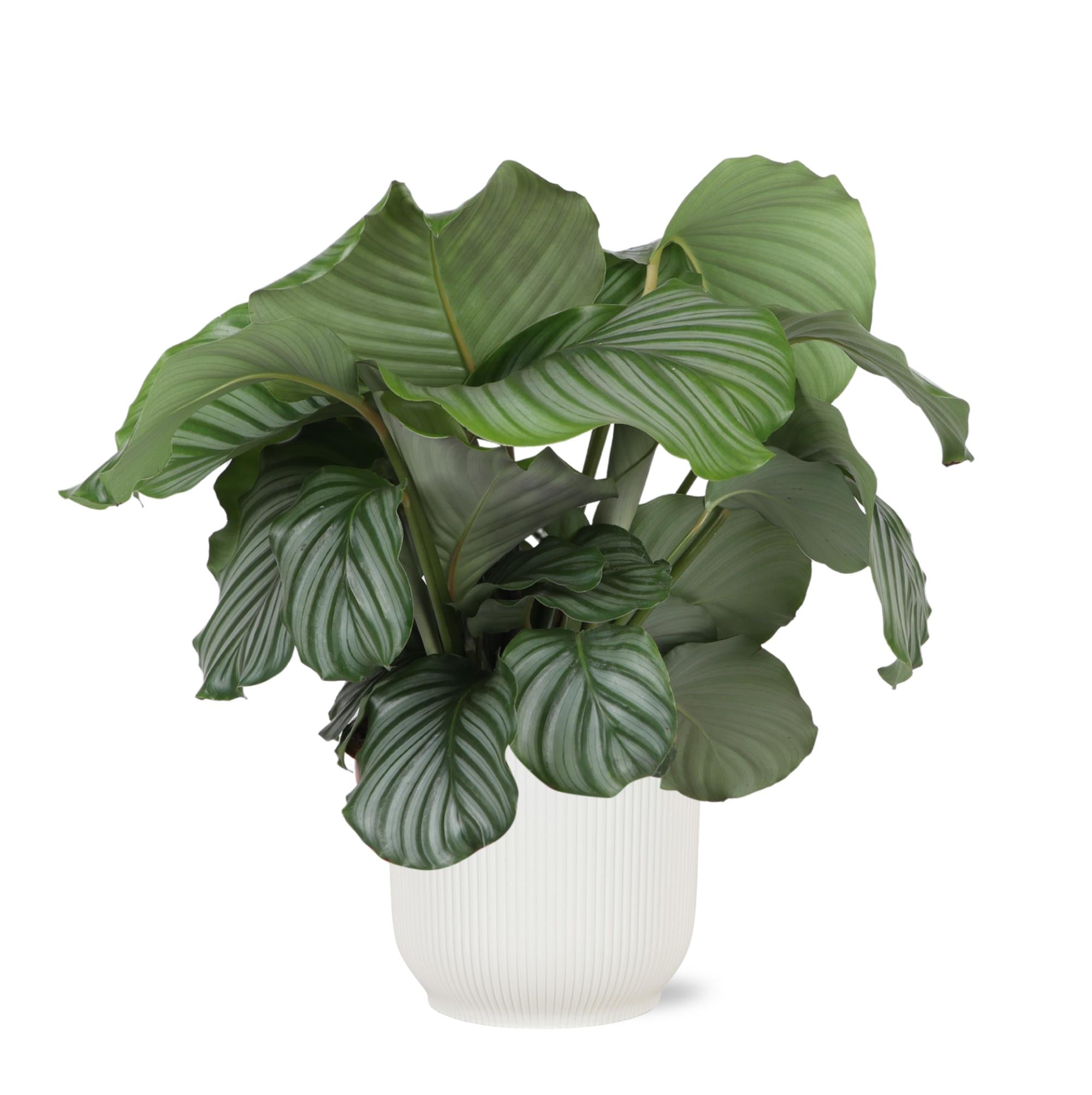 Gebetspflanze -  Calathea Orbifolia - Ø21cm - ↕70cm im Vibes Topf weiß