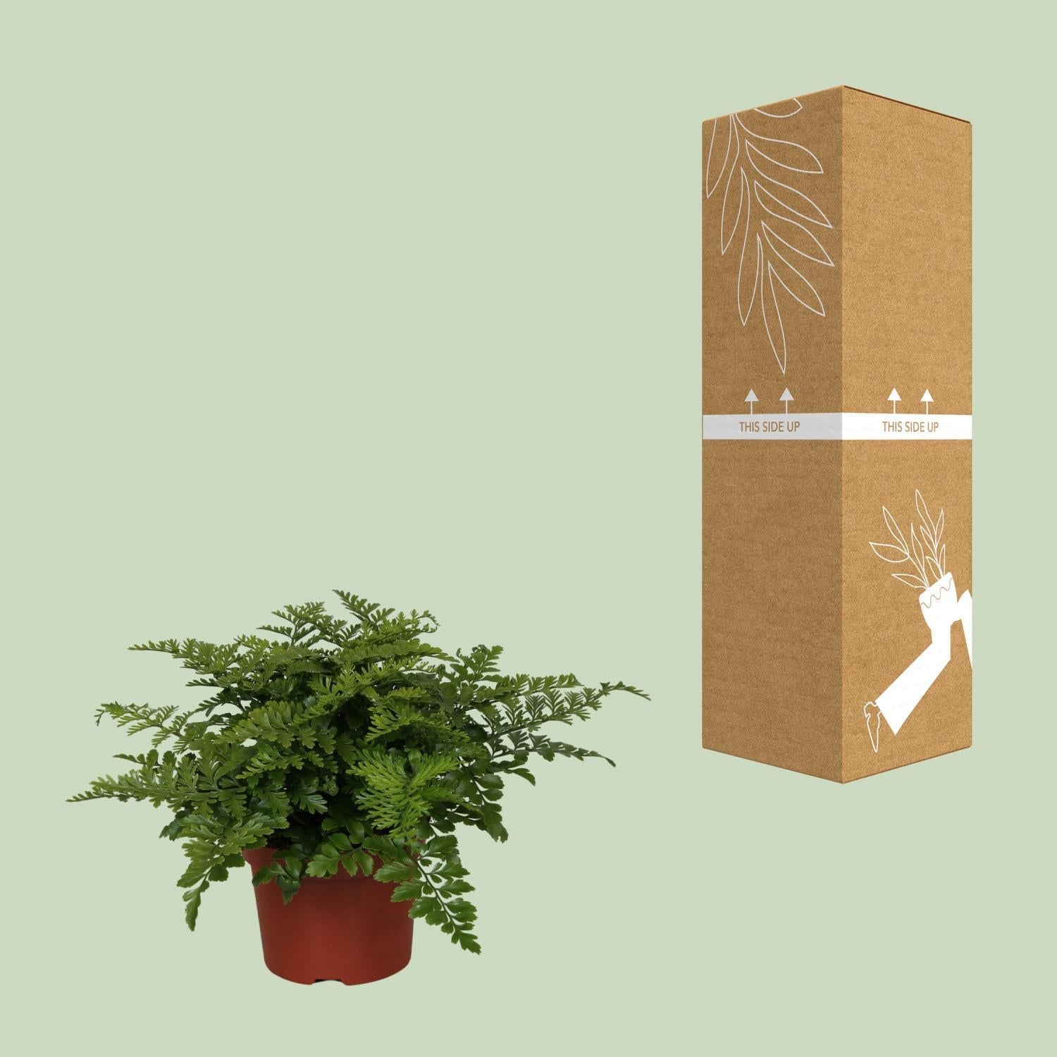 Vogelnestfarn - Asplenium Parvati - Ø12cm - ↕25cm