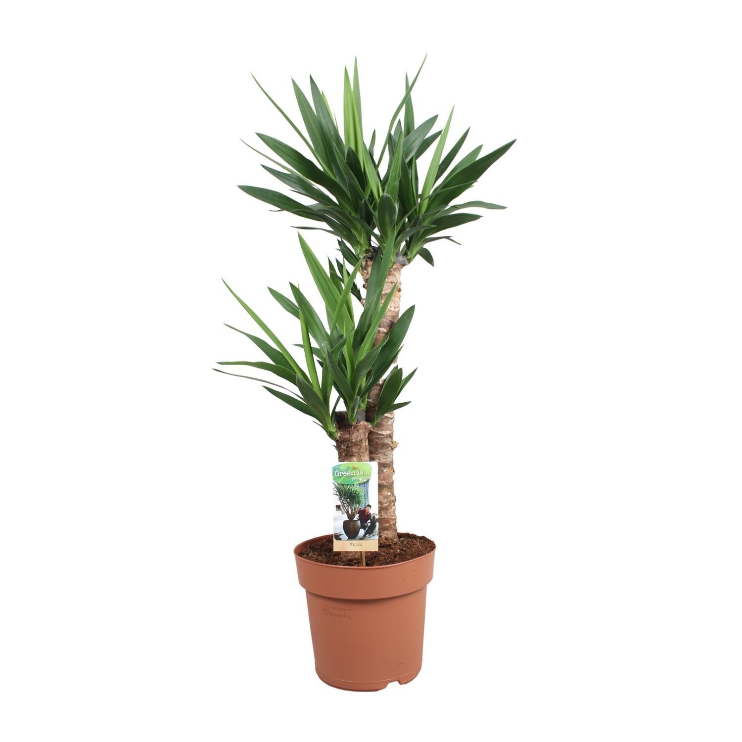 Yucca Elephantipes - Ø21cm - ↕80cm