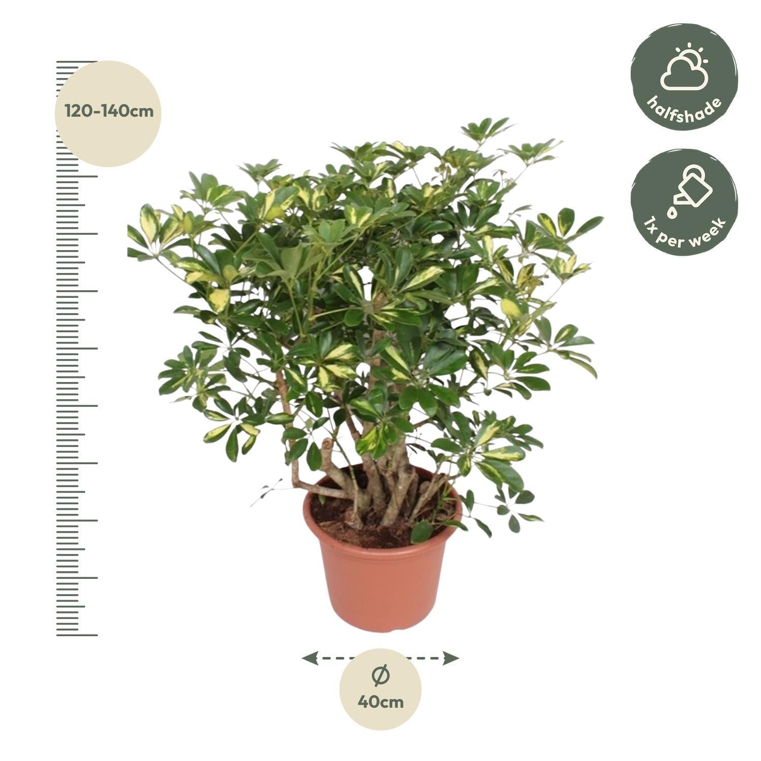 Schefflera Gold Capella verzweigt - 130 cm - ø40