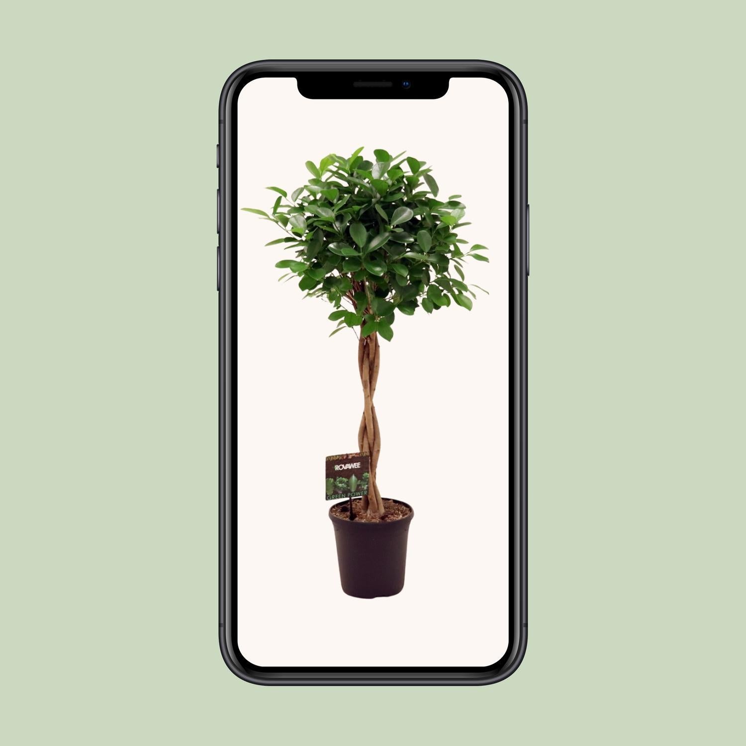 Lorbeerfeige Ficus microcarpa Moclame - Ø23cm - ↕110cm