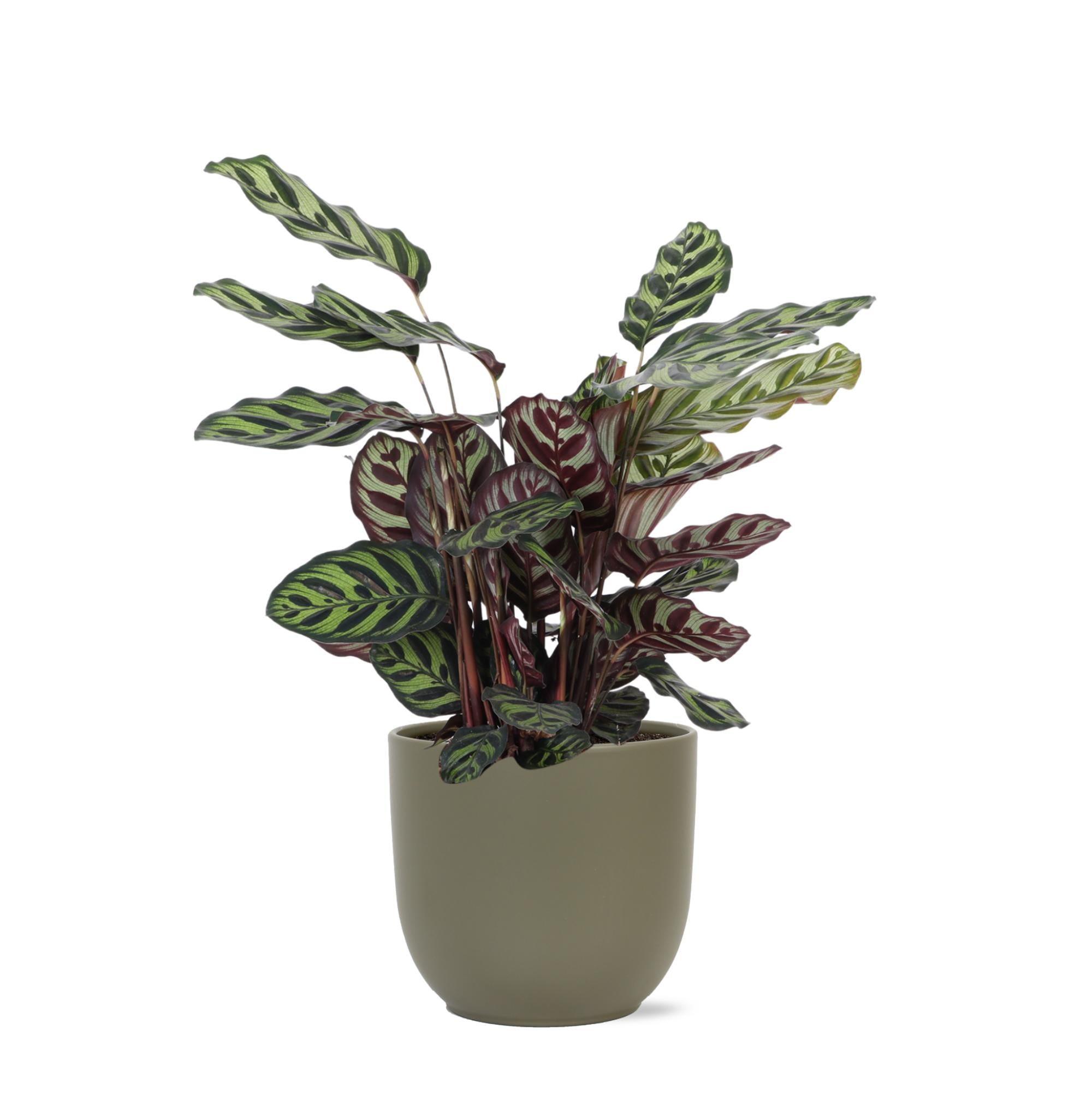 Pfauenpflanze - Calathea Makoyana - Ø21cm - ↕70cm in Boule Topf olive