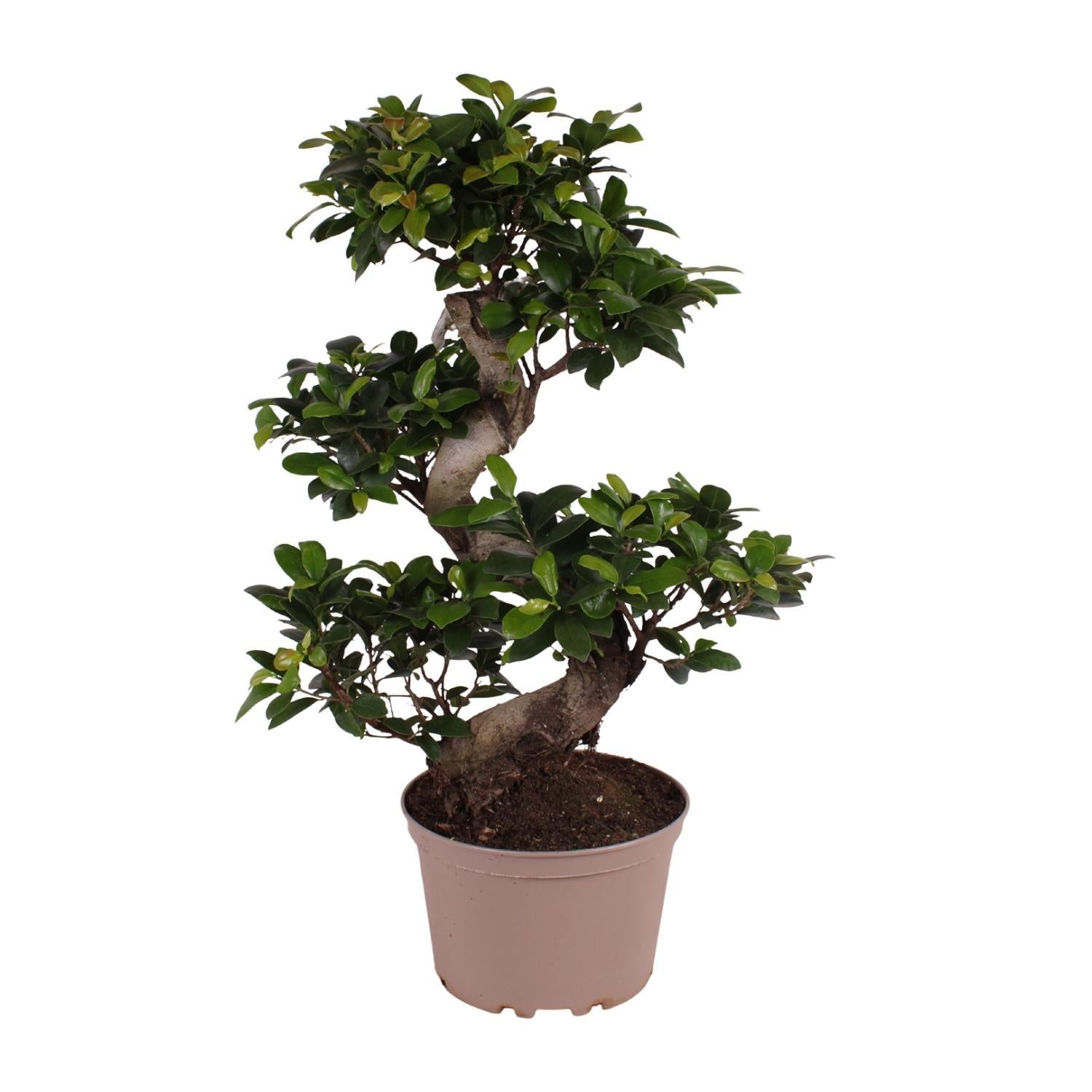 Ficus microcarpa Ginseng - Ø22cm - ↕70cm