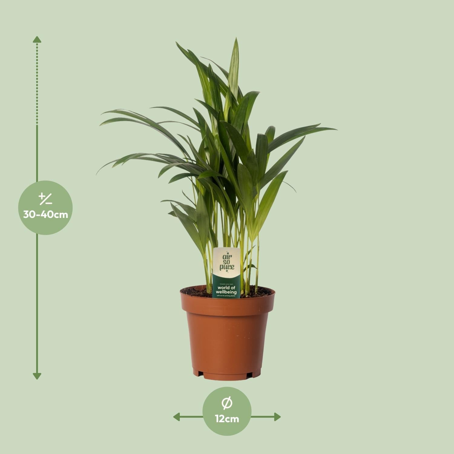 Arecapalme Dypsis Lutescens - Areca - Ø24cm - ↕120cm - Ø12 - ↨40cm