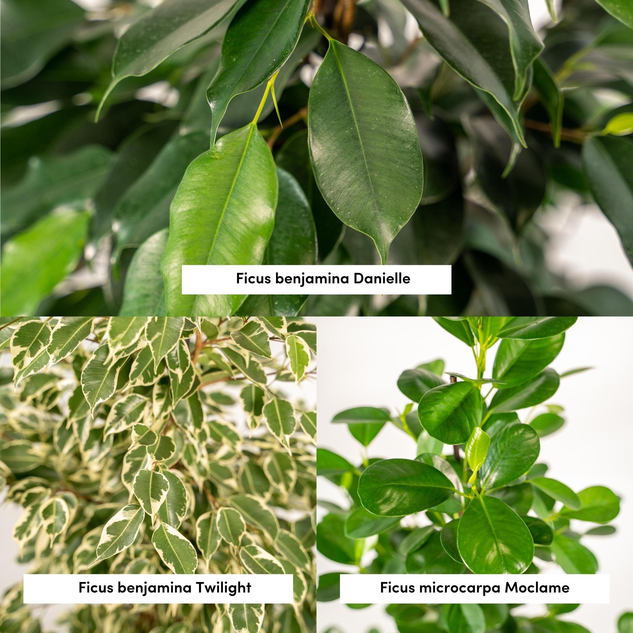 Birkenfeigen Mix - Ficus Benjamina Danielle - Ø21cm - ↕95cm + Ficus Benjamina Twilight - Ø21cm - ↕95cm + Ficus Microcarpa Moclame - Ø21cm - ↕95cm + Korb Selin