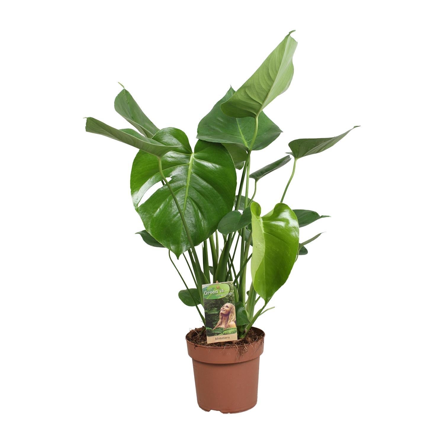 Schweizer Käsepflanze - Monstera Deliciosa - Ø17cm - ↕60cm