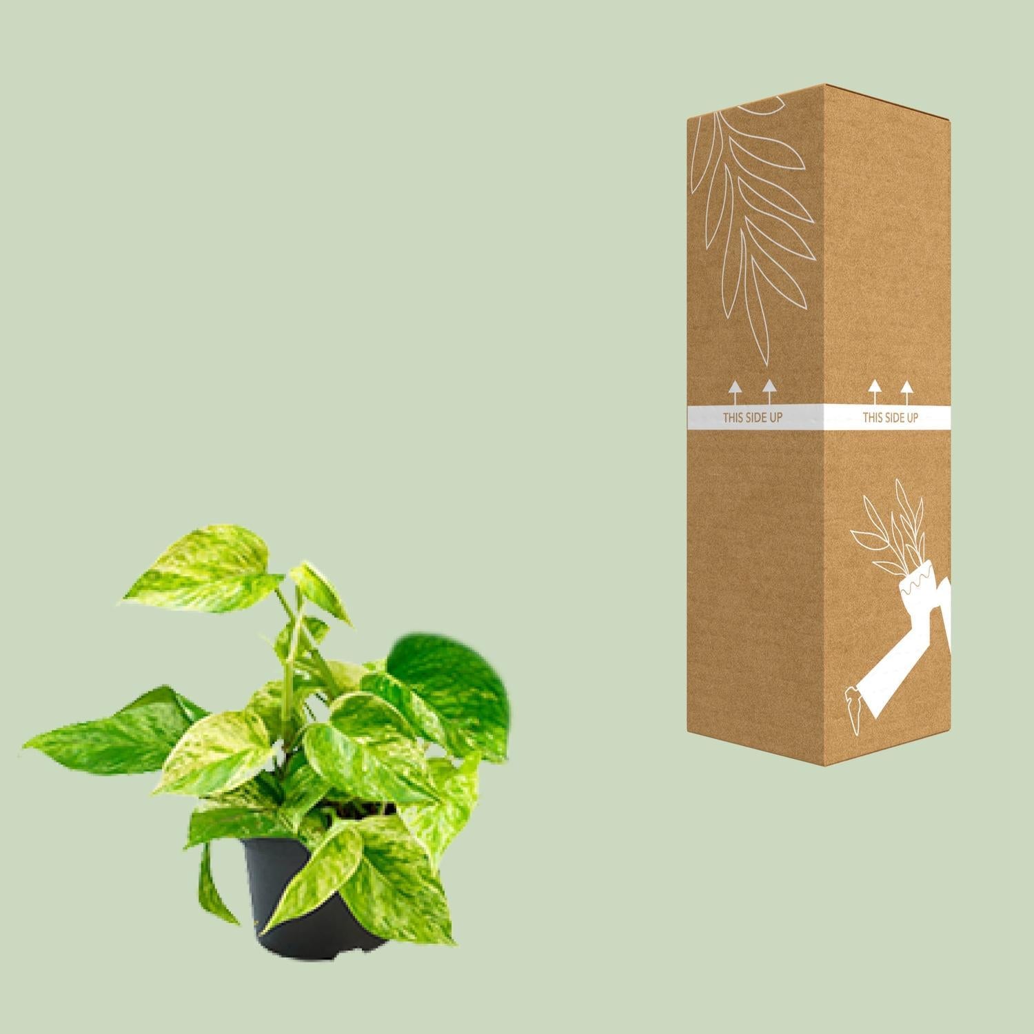 Efeutute - Epipremnum Aureum Marble Queen - Ø12 - ↨15cm