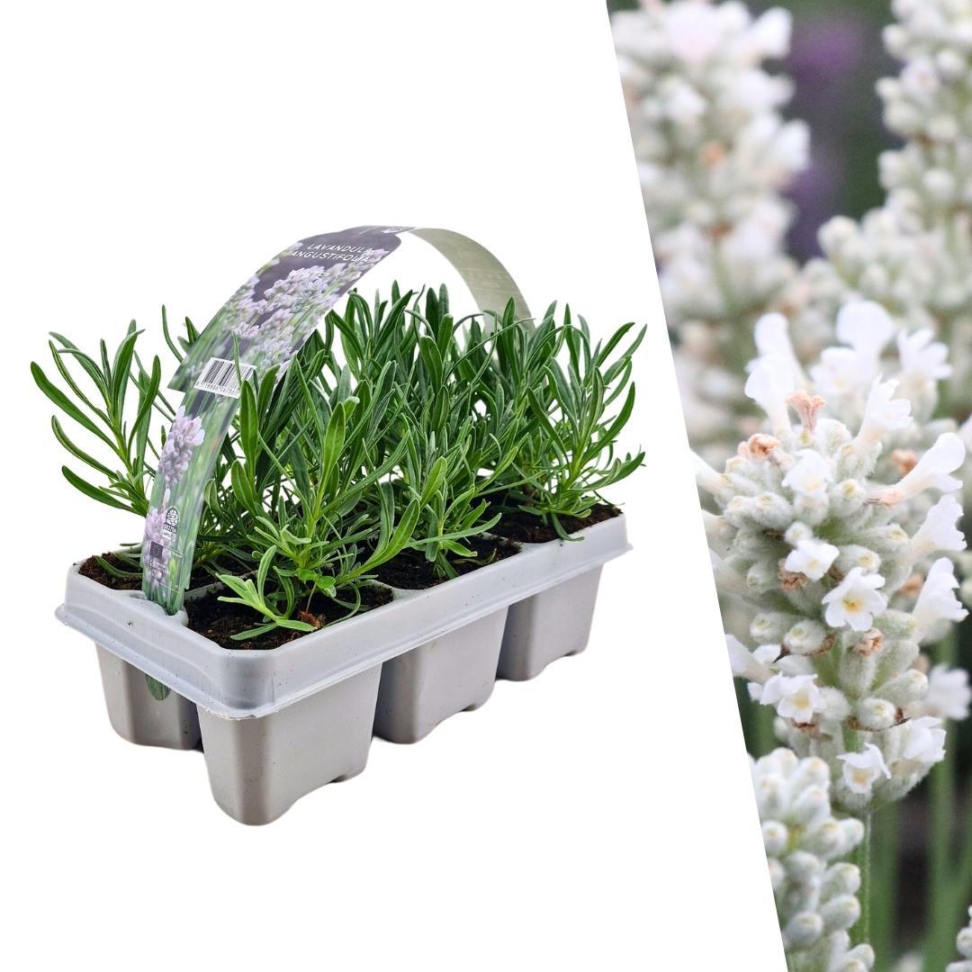 Lavendel angustifolia white - 6 Stück Ø7 cm - ↕15 cm