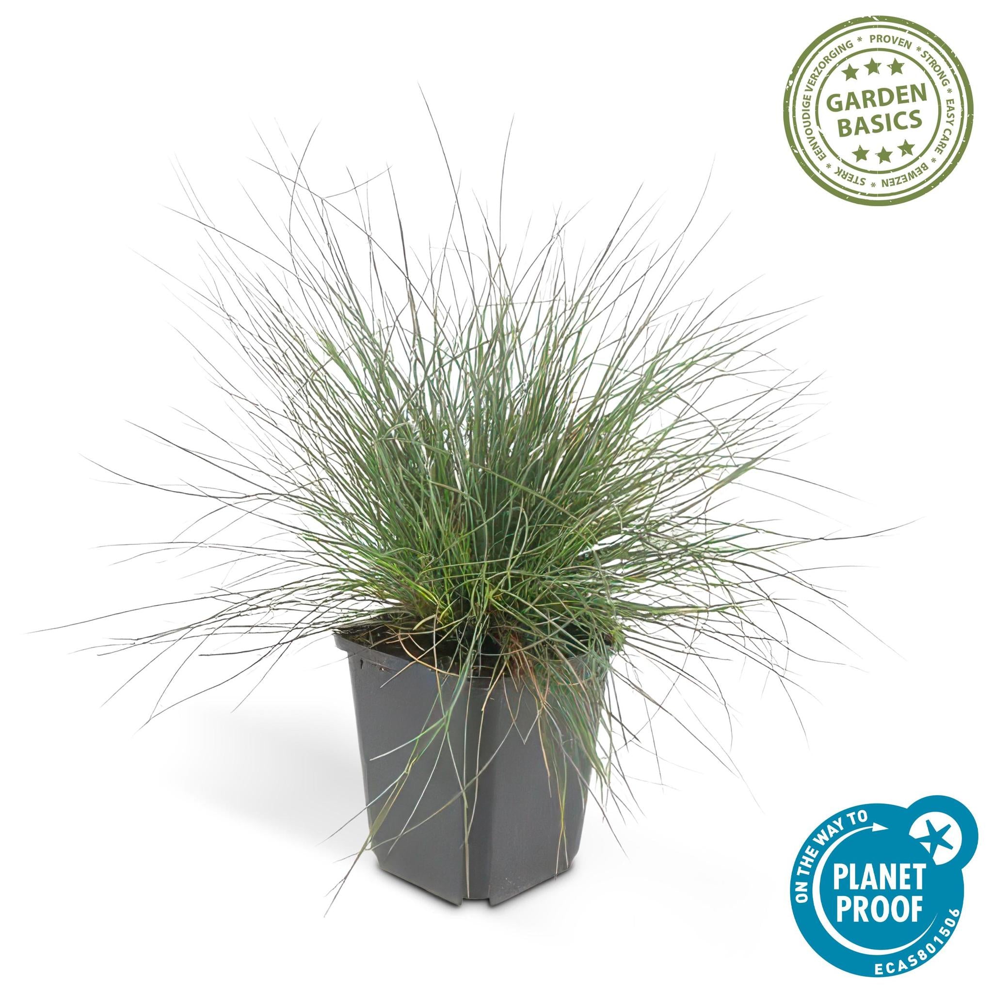 Ziergras - Festuca glauca 'Elijah Bleu' - ↕10-25cm - Ø9cm  - 40 Stück