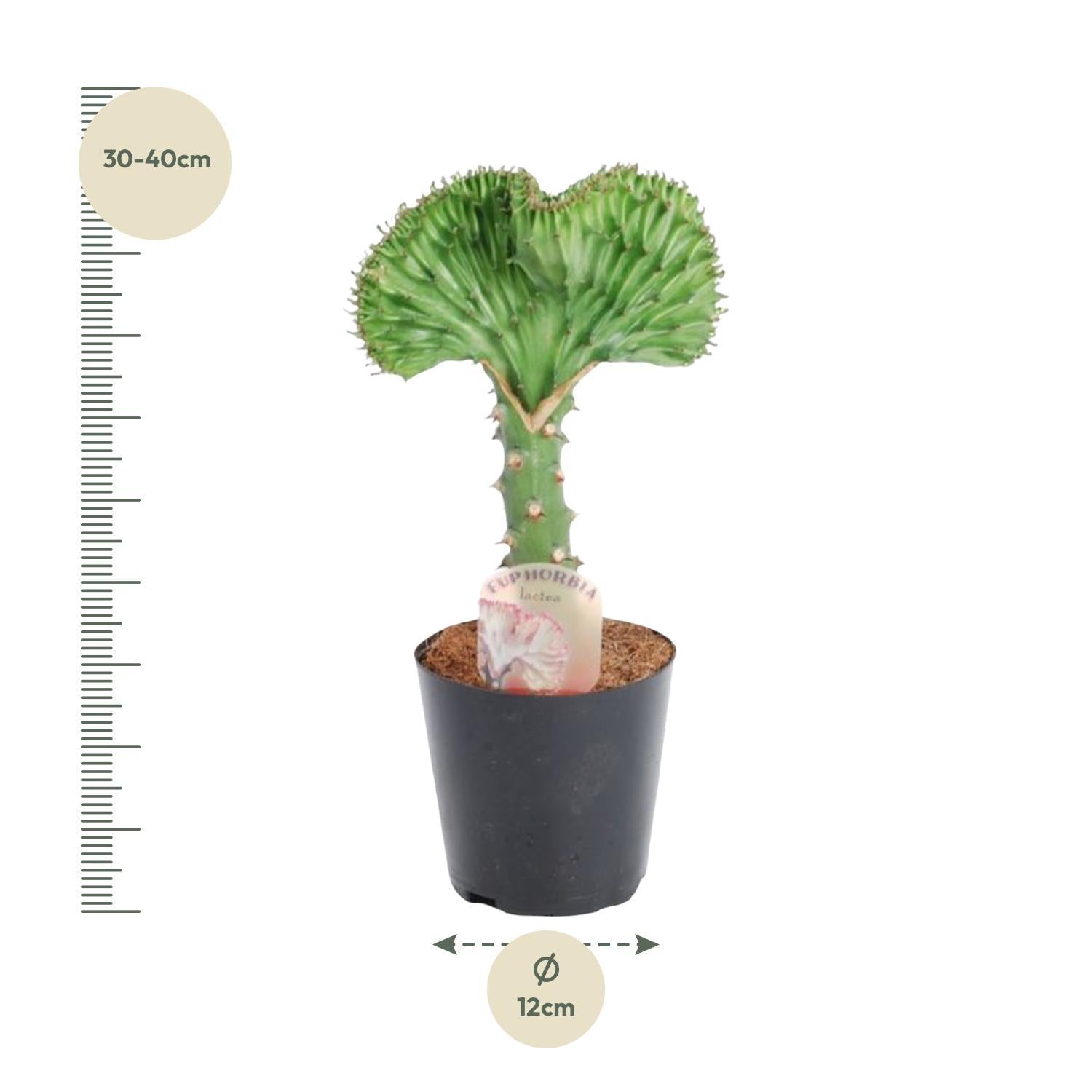 Korallenkaktus Euphorbia lactea Cristata grün - 35 cm - ø12