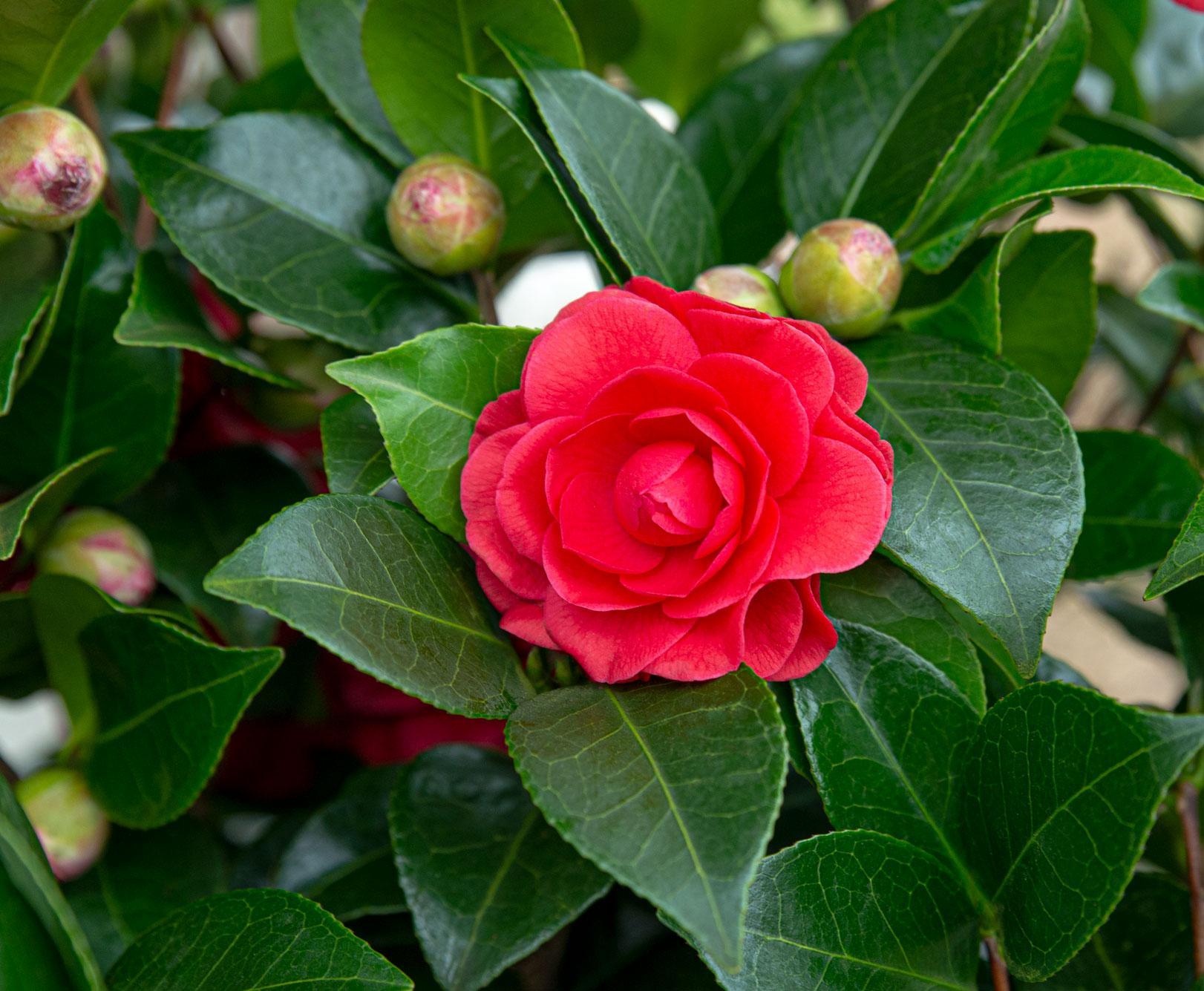 Japanische Kamellie Black Lace rot - Camellia japonica 'Black Lace' - ↨65cm - Ø19cm