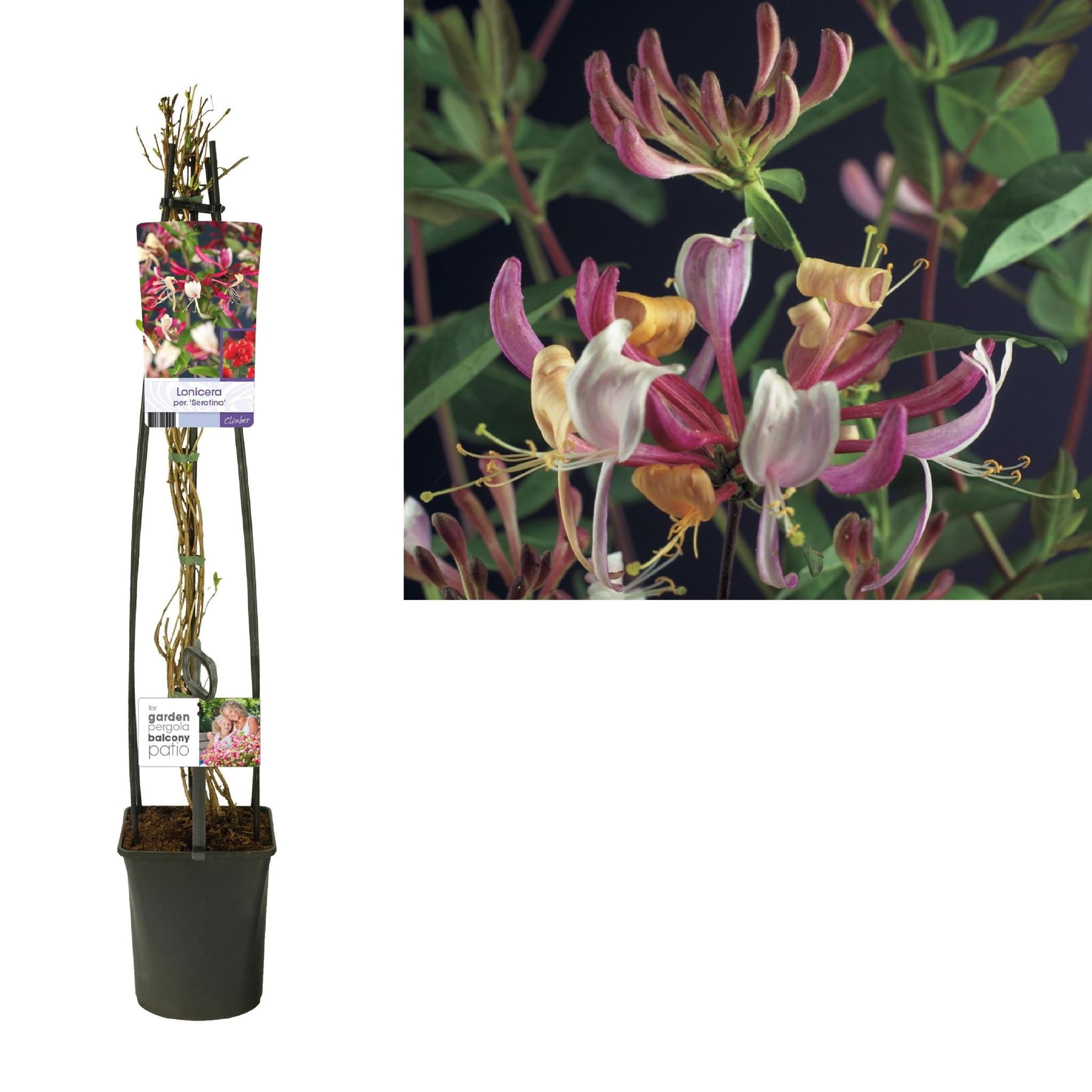 Lonicera Per. 'Serotina' +light Label