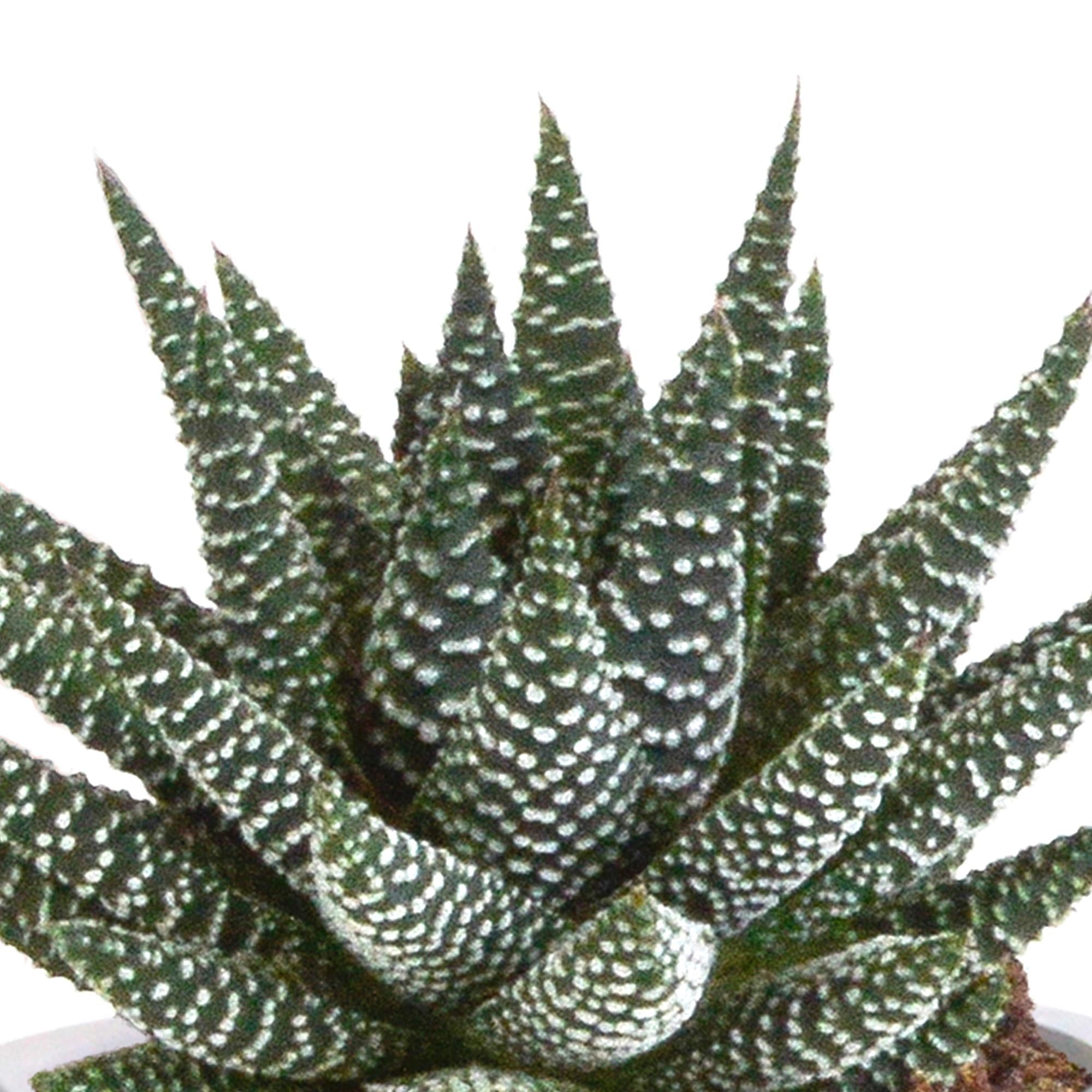 Pflanzen Mix - Gasteria/Haworthia-Mischung 8,5cm - im Terracotta topf   3 Stück