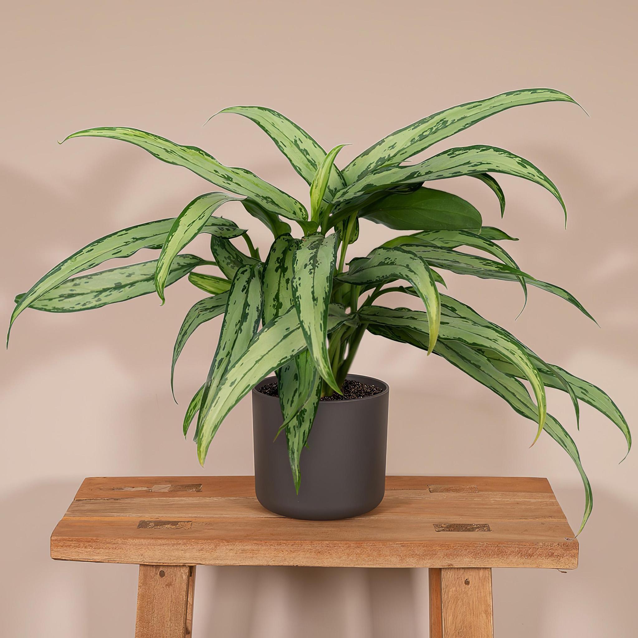 Kolbenfaden - Aglaonema Cutlass - Ø30cm - ↕12cm