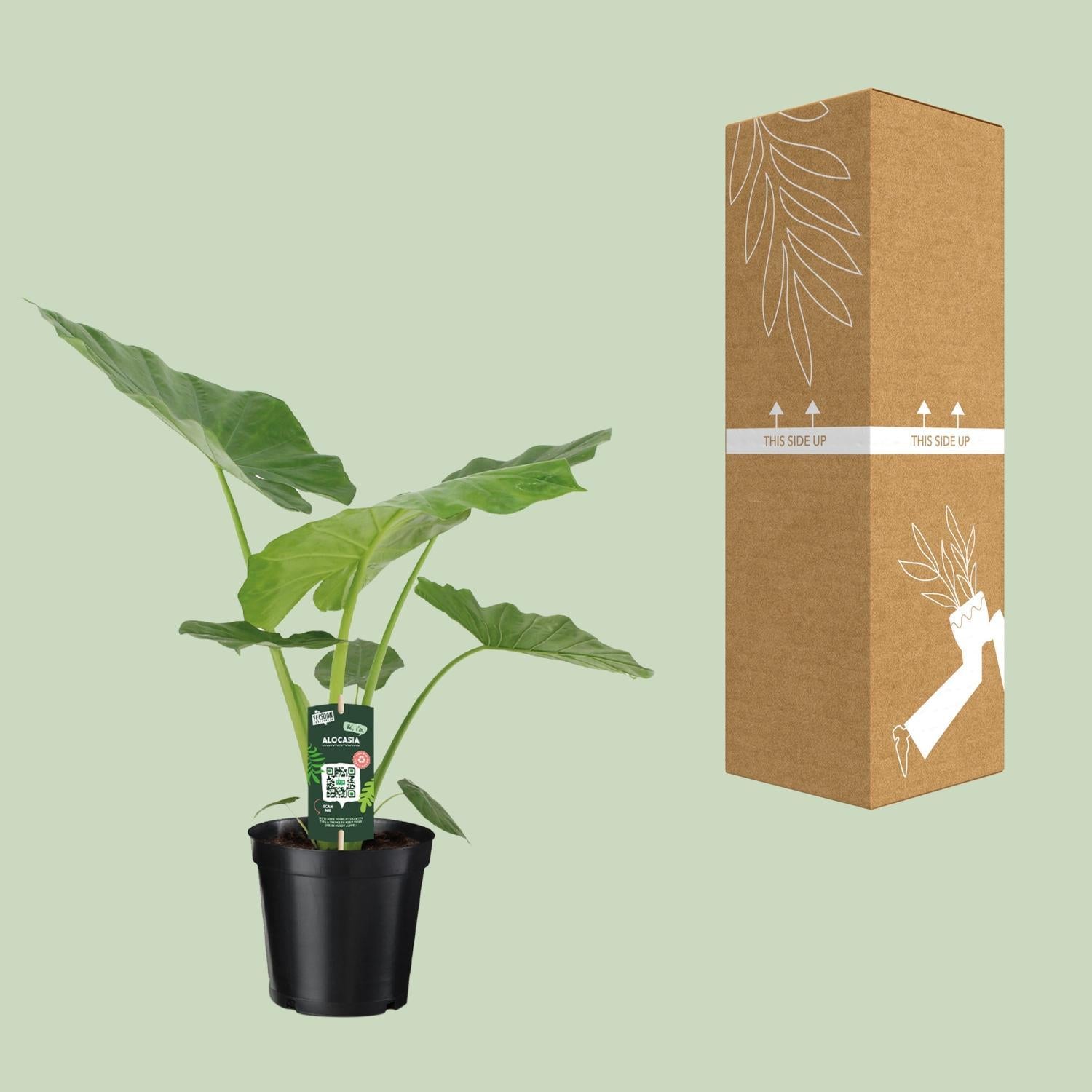 Riesen-Elefanten-Ohr oder Giant Taro - Alocasia Macrorrhiza - Ø19cm - ↕70cm