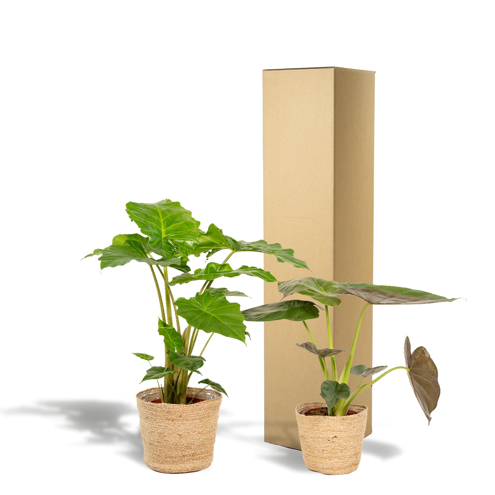 Elefantenohr Mix - Alocasia Wentii - Ø19cm - ↕60cm + Alocasia Portodora - Ø19cm - ↕75cm + Korb Selin