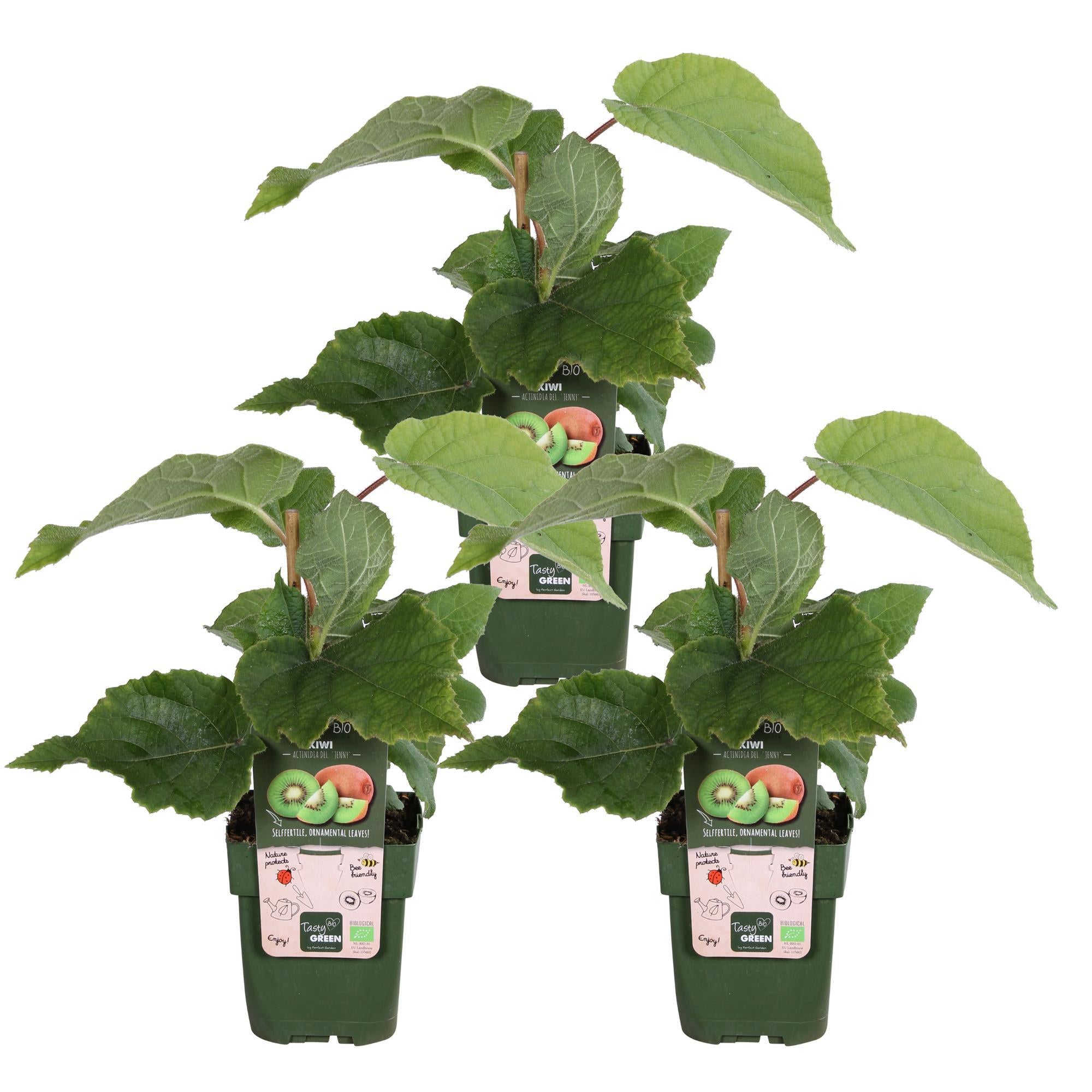 KIwipflanze Jenny - Actinidia delciosioa 'Jenny'  3 Stück ↨45cm - Ø13