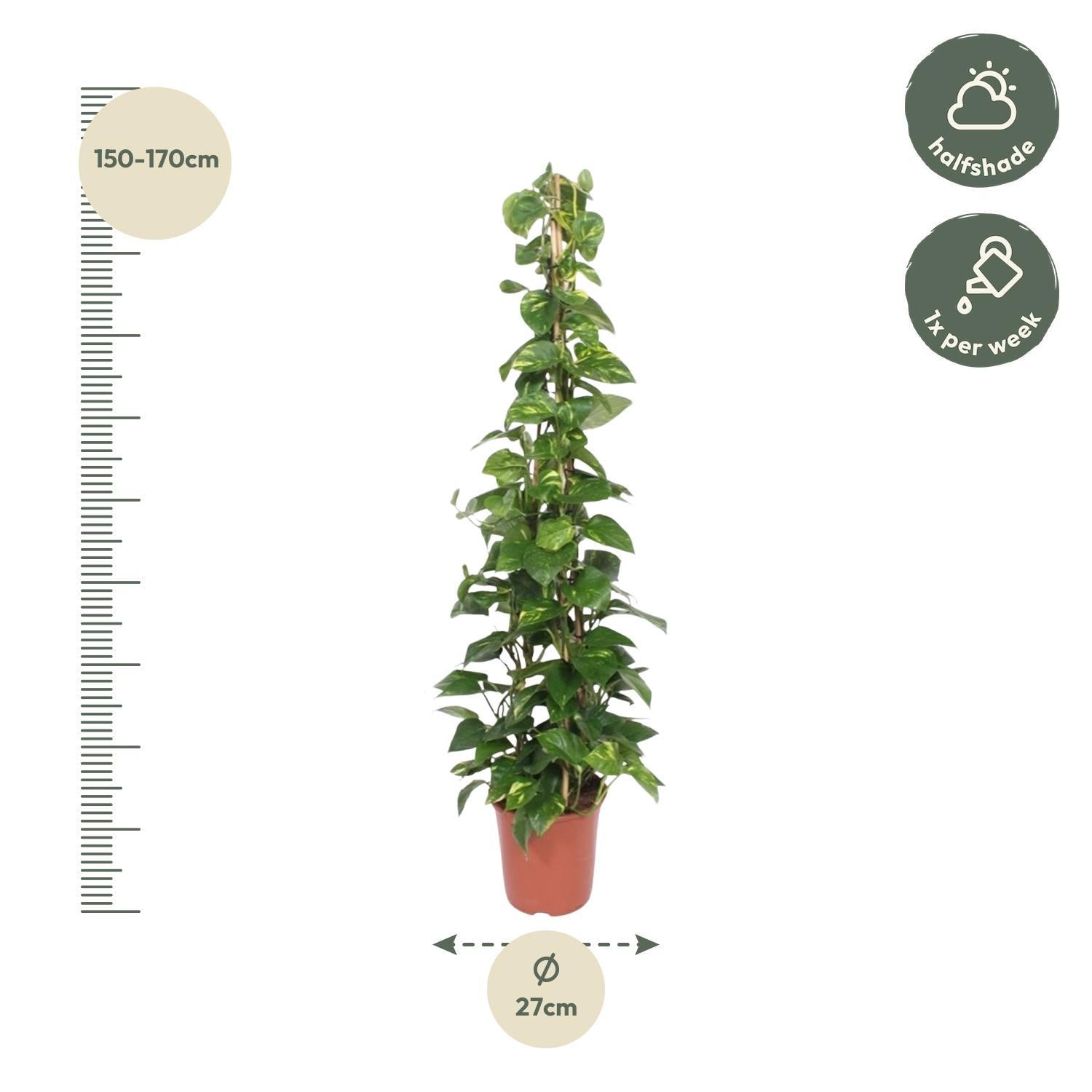 Epipremnum Aureum piramide - 160 cm - ø27