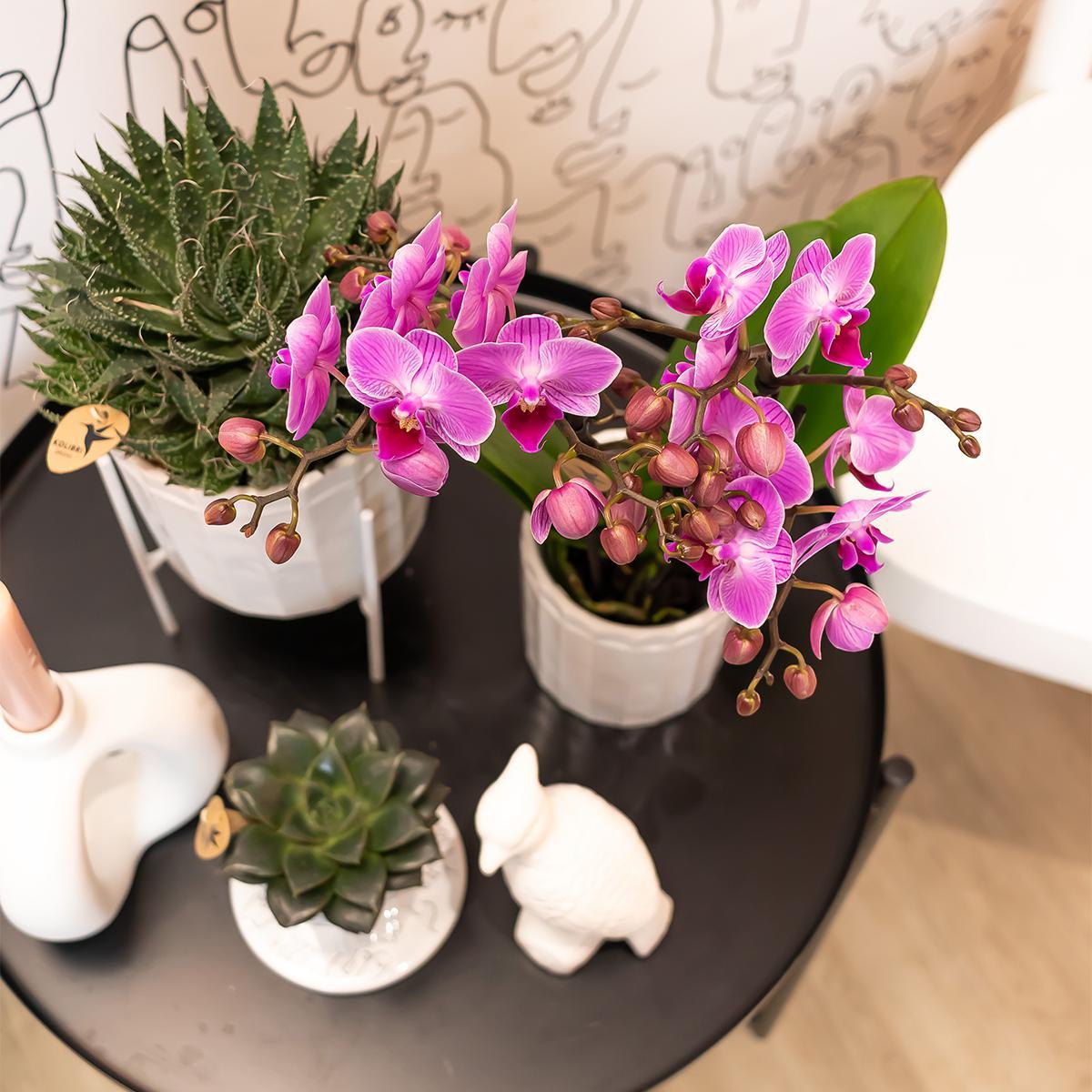 Orchidee Lila/rosa Phalaenopsis Orchidee - Mineral Vienna - Topfgröße Ø9cm | blühende Zimmerpflanze - frisch vom Züchter