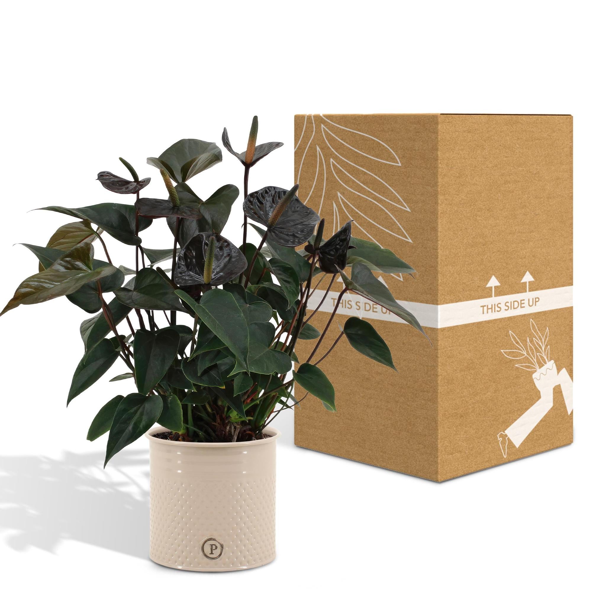 Anthurium andreanum Black Love incl. PURE Zinktopf - 45cm - Ø12