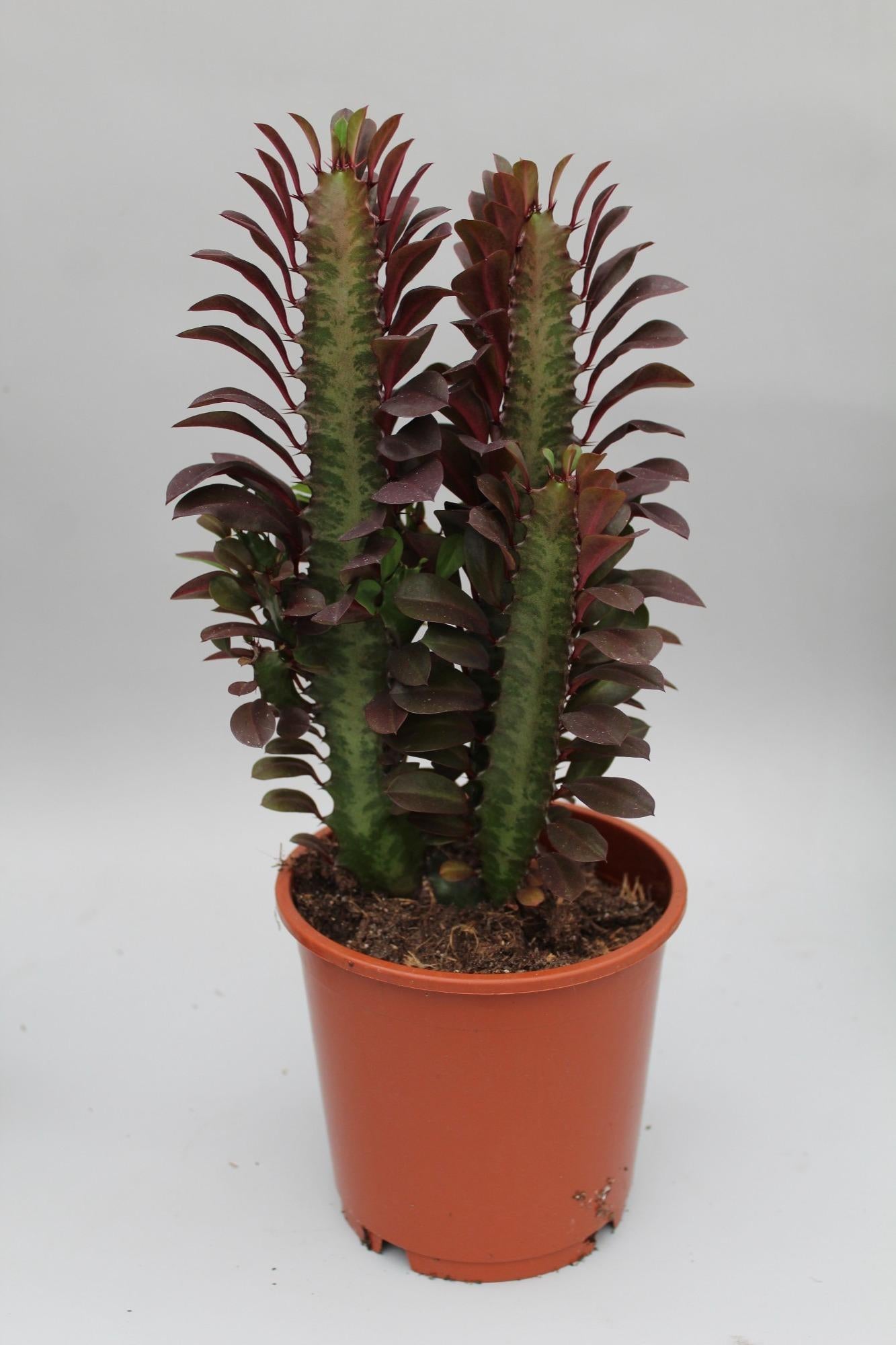 Wolfsmilch  Euphorbia Trigona Rubra - Ø12cm - ↕40cm