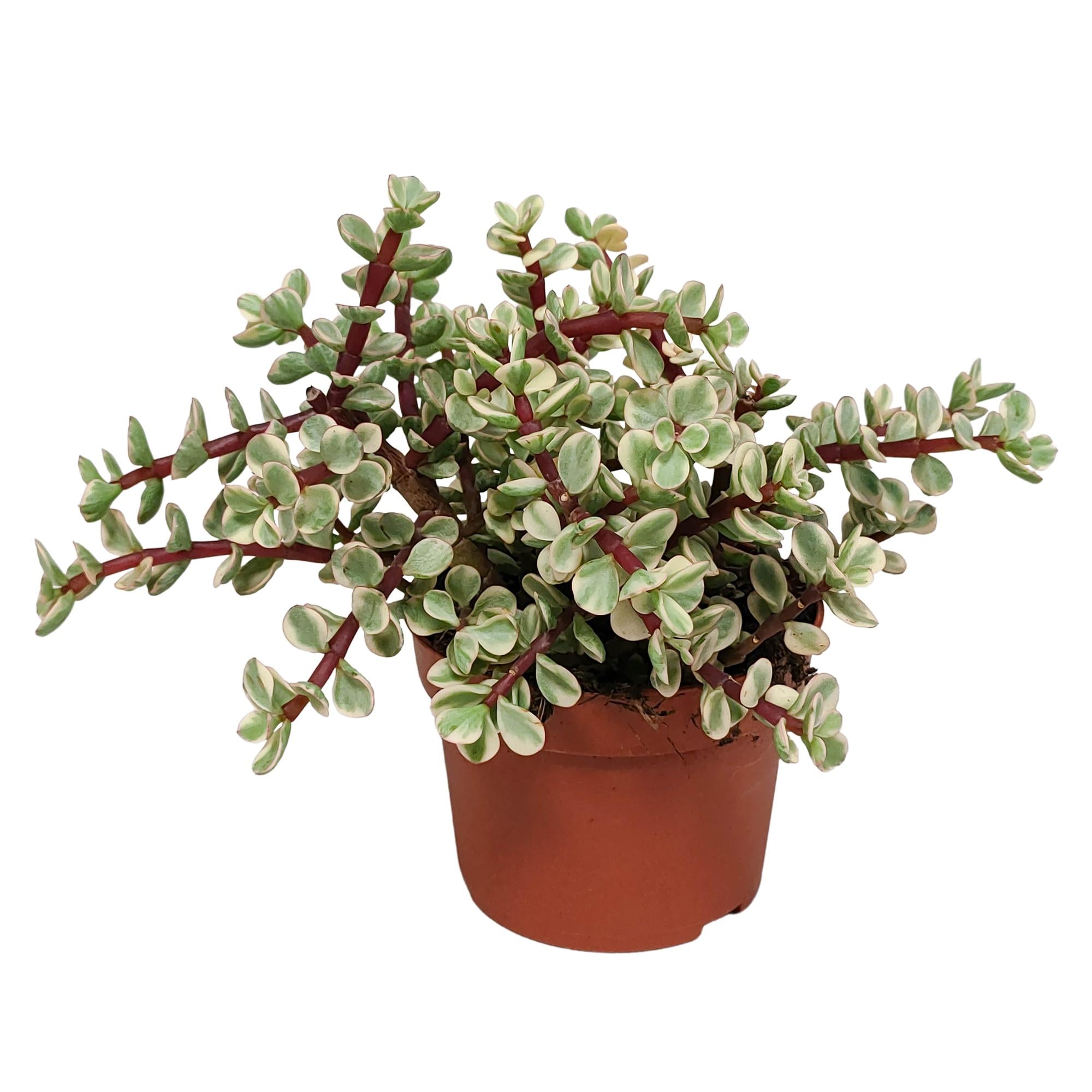 Portulacaria afra Variegata 10,5cm - zonder pot